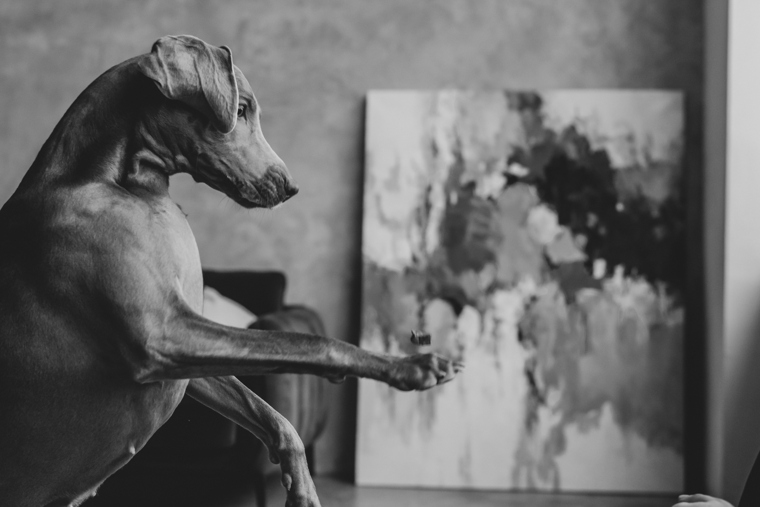 Marta, Sasha & Lady. Natalia Finch Photography — Family, Kids & Pet Photographer in Chicago, IL