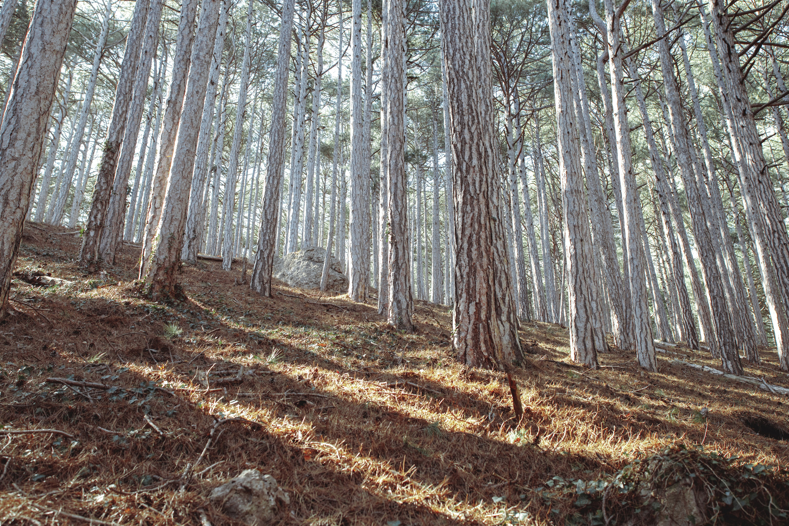 Nature. Артем Корнев Фотограф