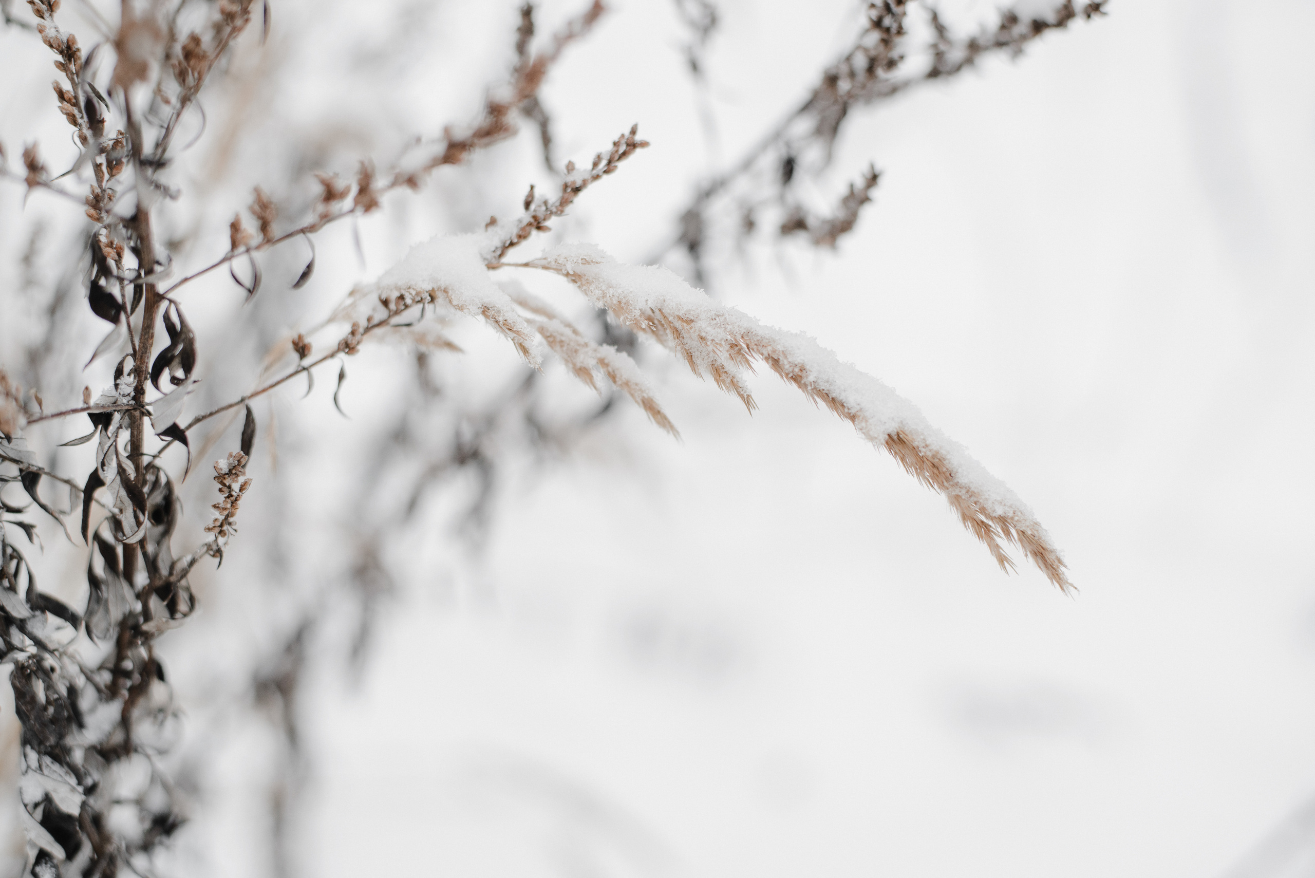 ФотосъемкА, фотосессия, портретная фотосессия, портрет, женский портрет, портретная фотосъемка, в лесу, весенняя съемка, весенняя фотосъемка, гармония с природой, лес, портреты, фотограф москва, подмосковье, фотограф подмосковье, ищу фотографа, съемка для себя, портретная съемка для себя