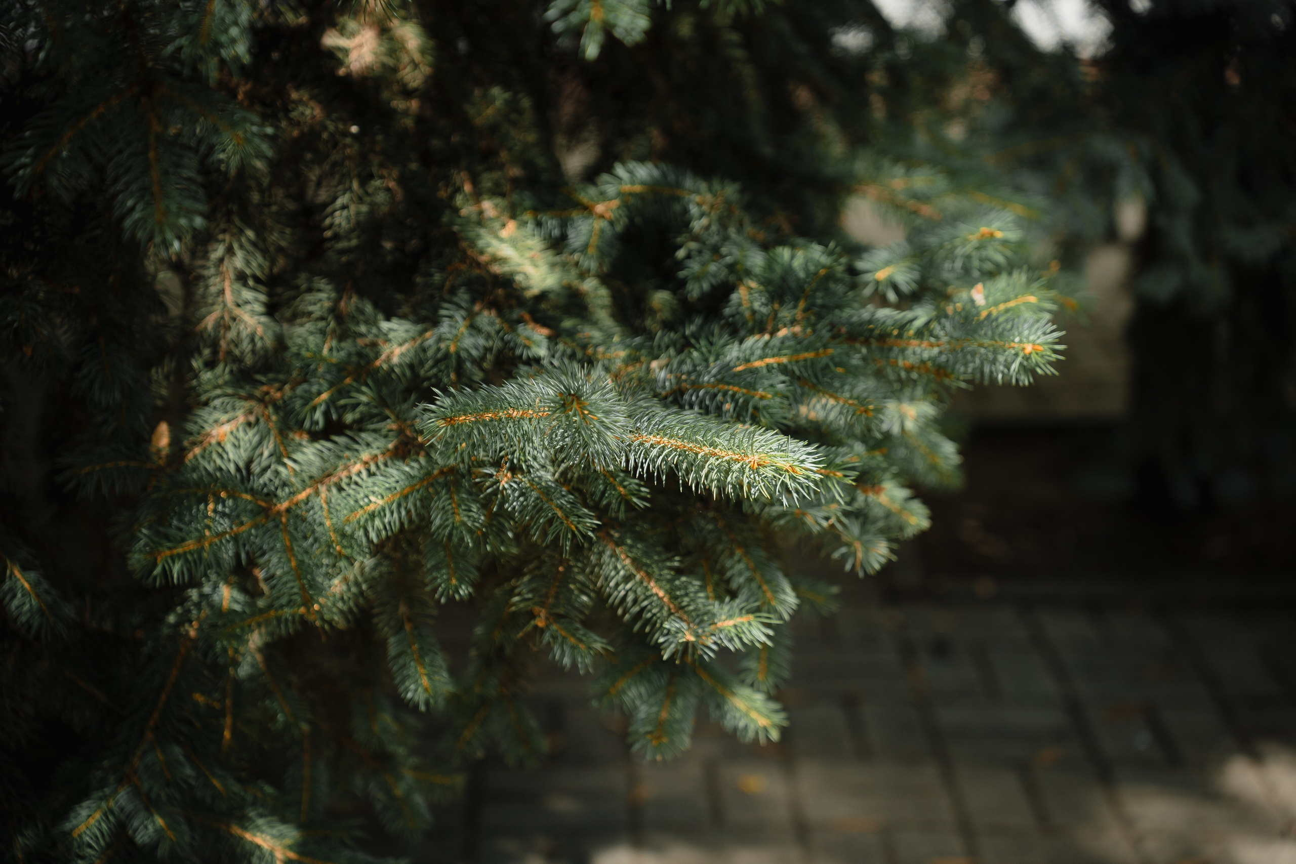 Максим и Наталья. Свадебная фотосъемка. Свадебный фотограф в Воронеже Александр Работкин