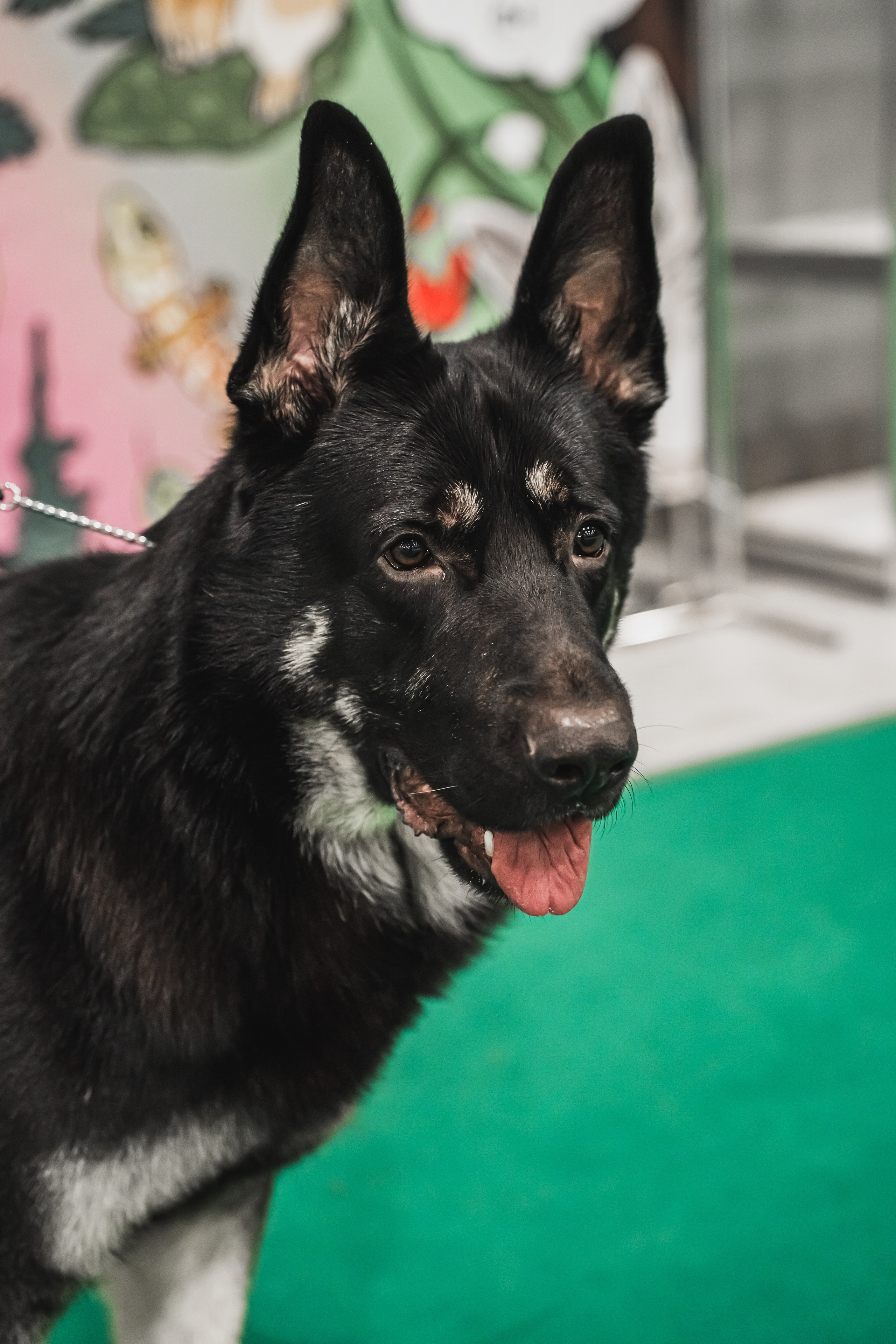 Международная выставка собак всех пород. Репортажный фотограф Анастасия Рубцова