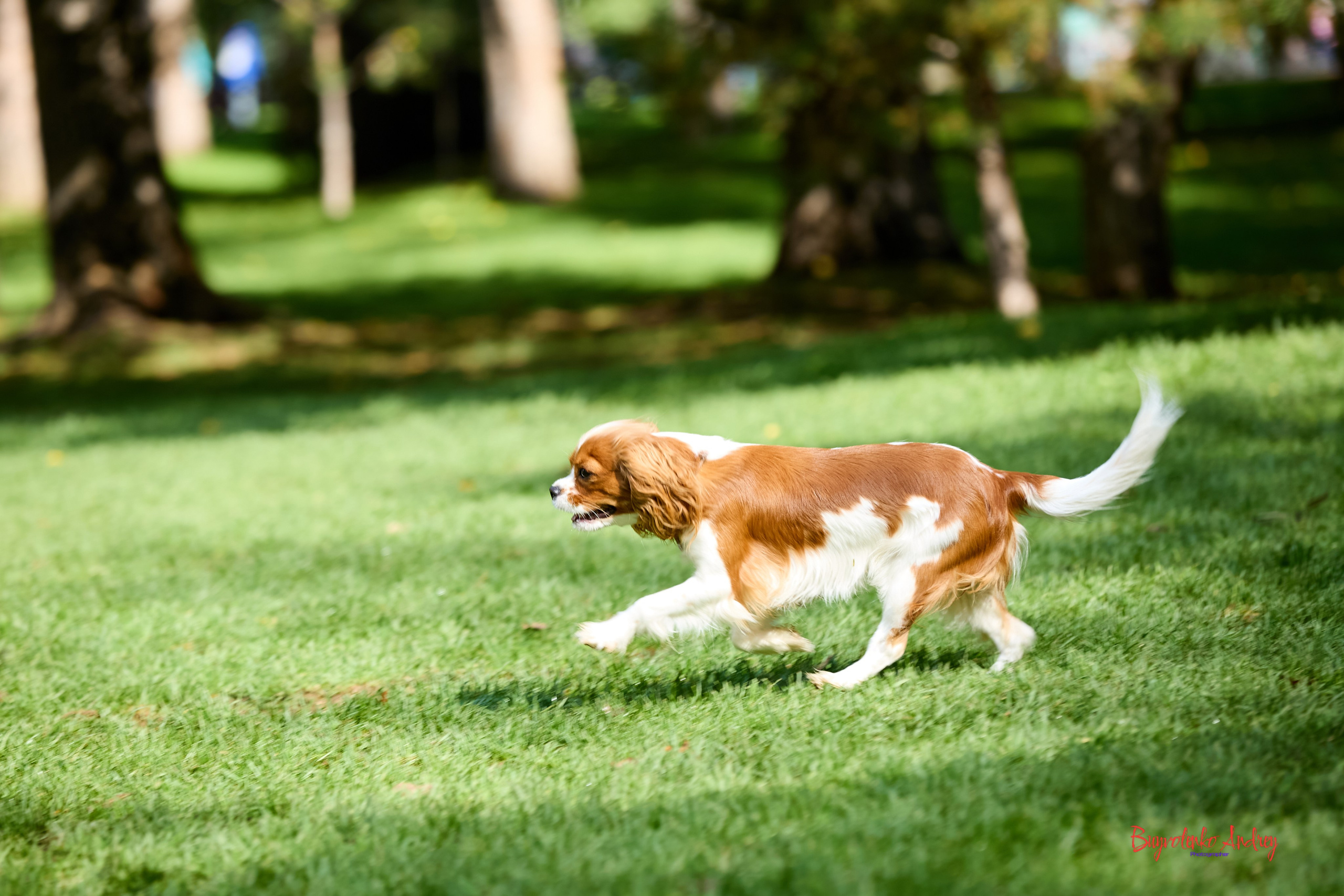 Фотопрогулка с кавалерами. Buyvolenko Andrey