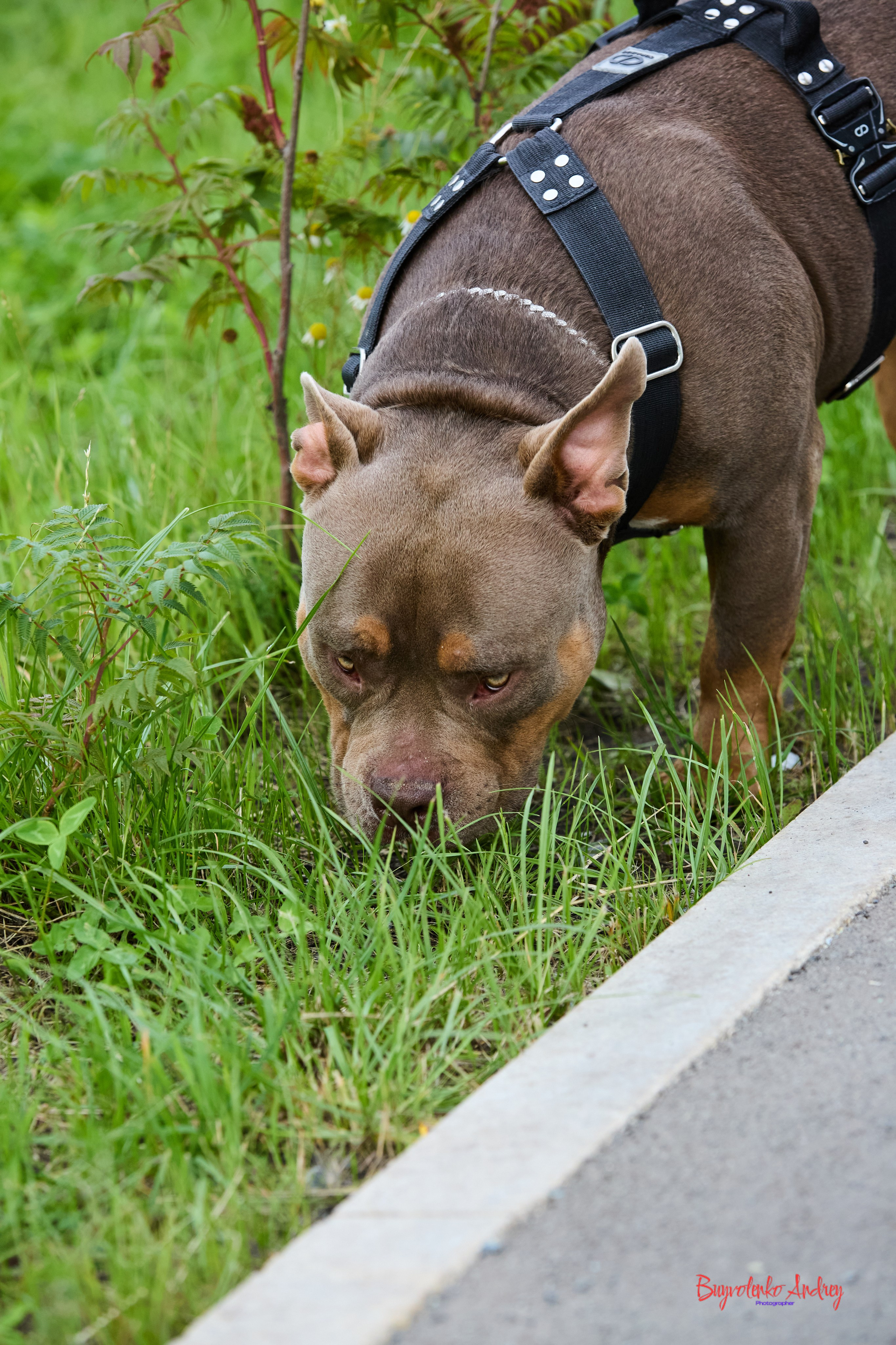 Проект фотопрогулка с хвостиком. Buyvolenko Andrey