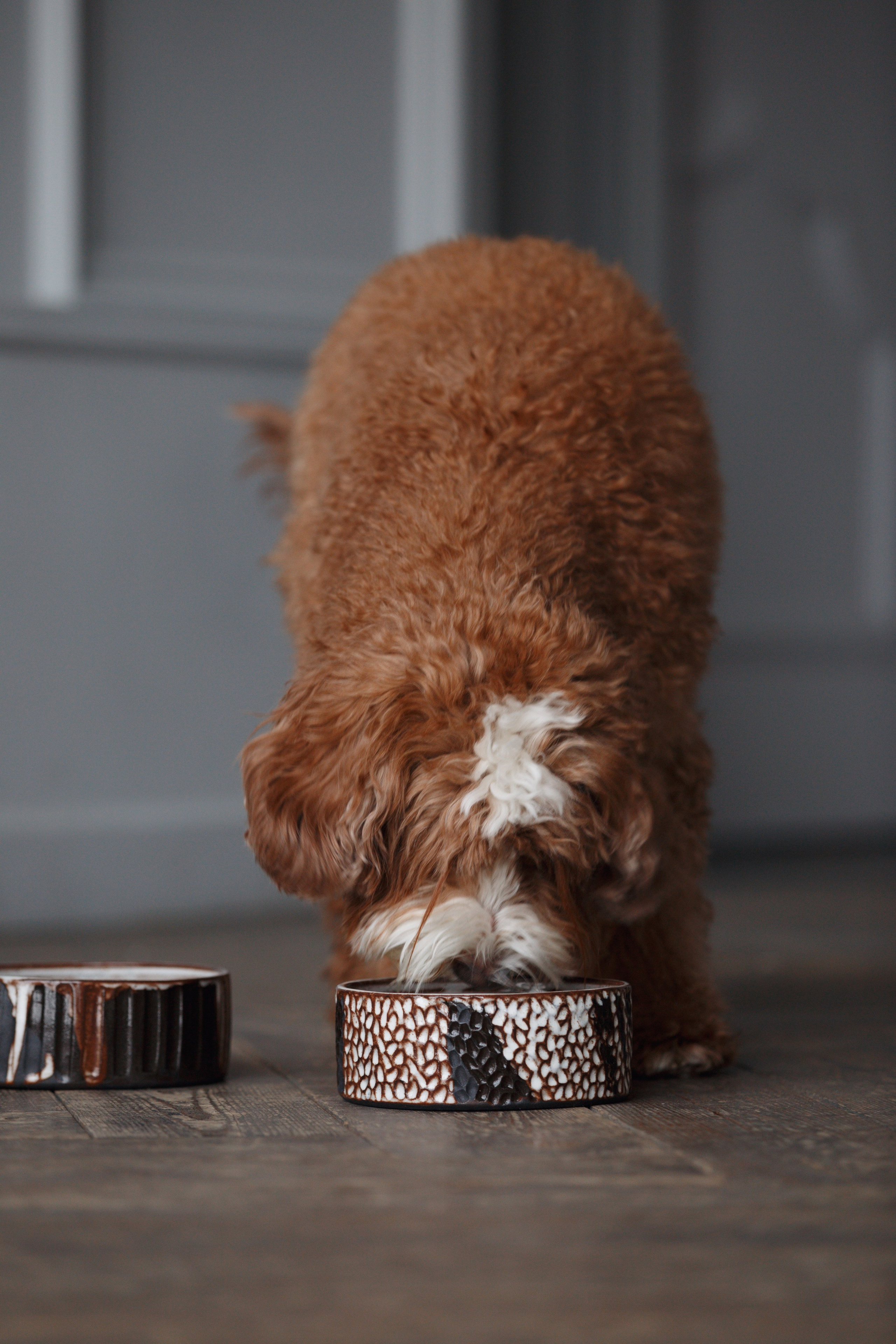 Bmbh лежанки и адресники. Фотограф анималист Кристина Карпова, Москва