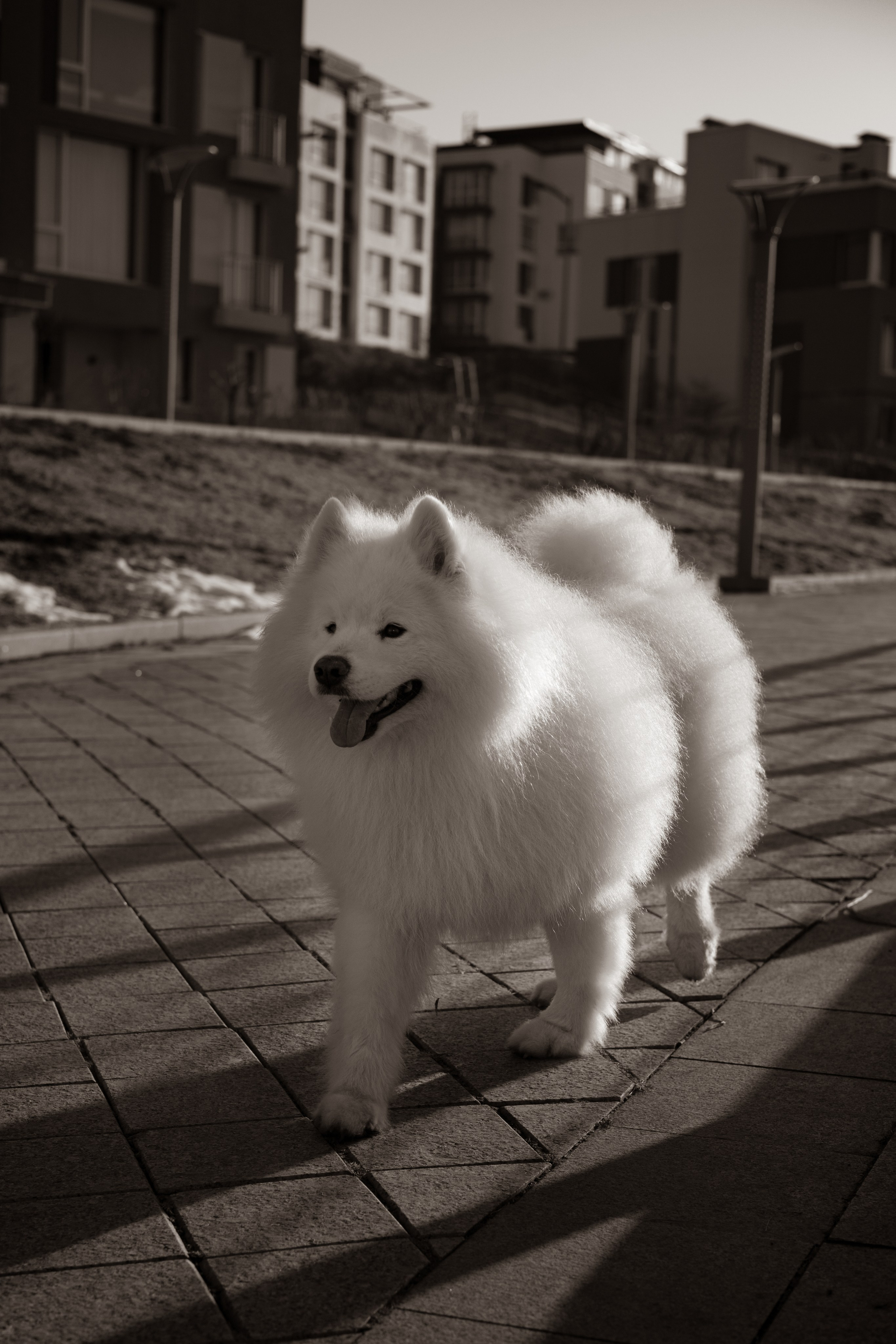 Полина и Вирчик. Фотограф — анималист Владивосток, Алина