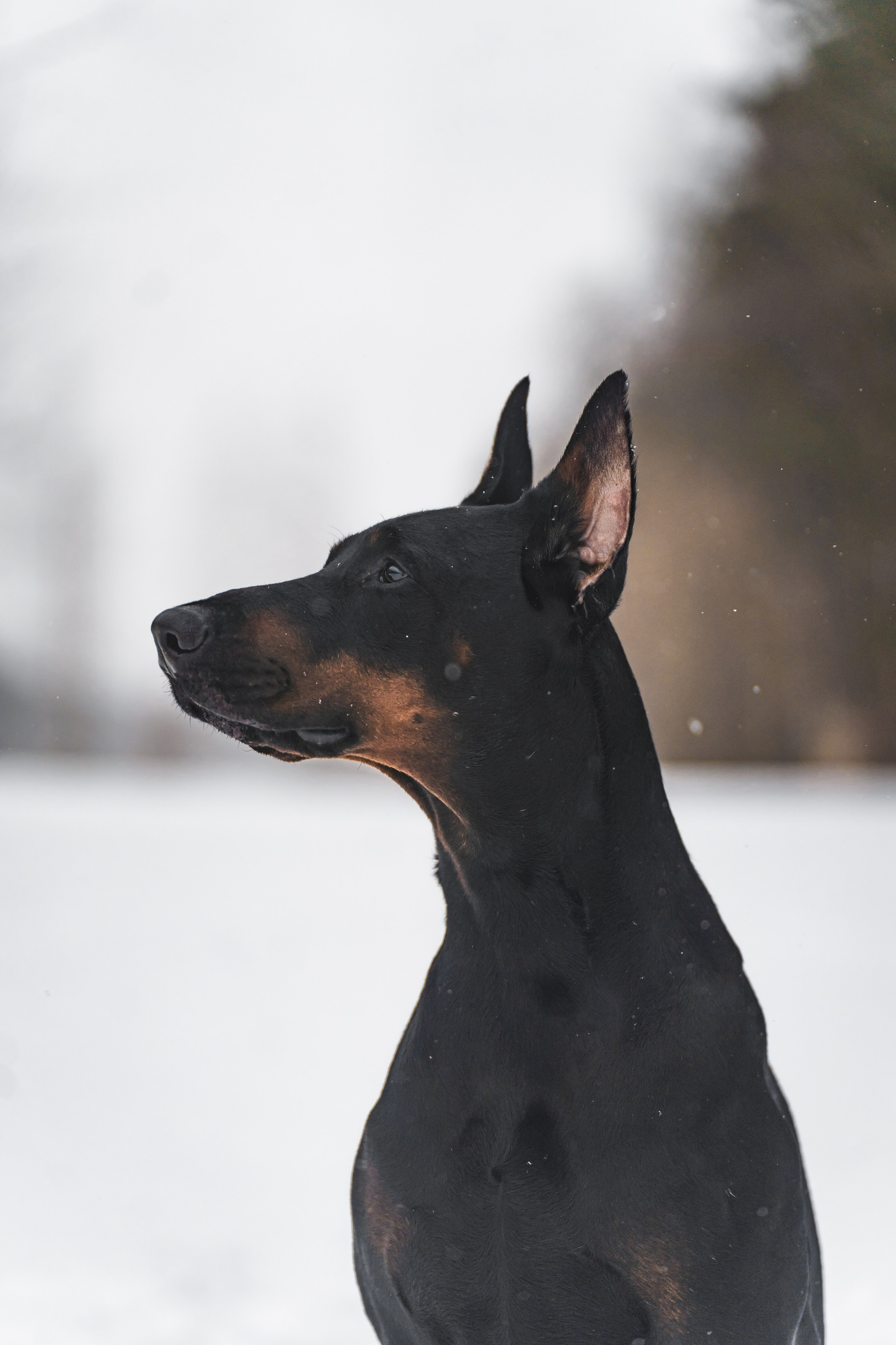 Ольга и Велес. Фотограф в Москве Ленарская Дарья