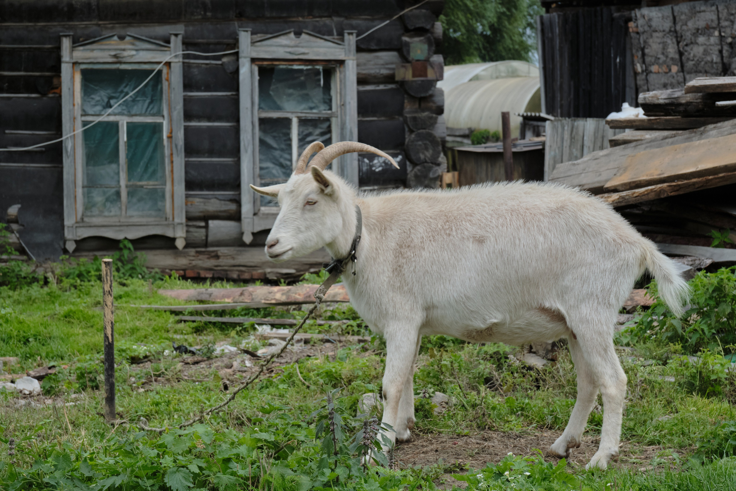 Колывань. Goncharov Tim