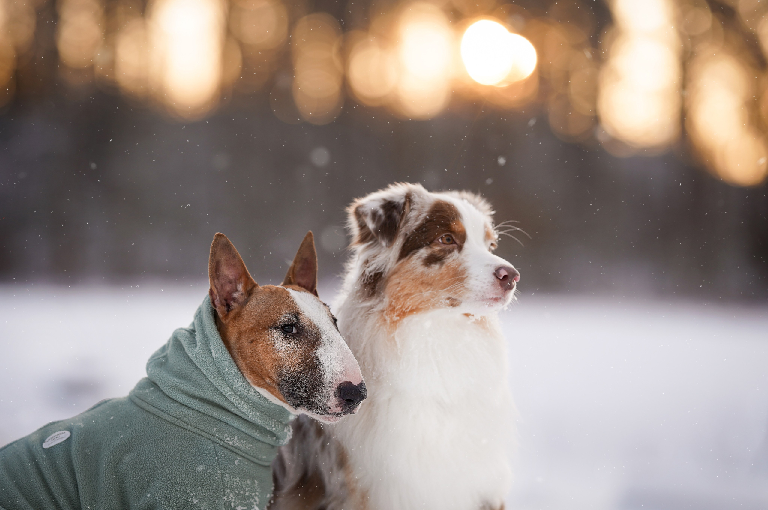 Панда и Юни Карелия. Фотограф-анималист в Санкт-Петербурге Яна Мартынова