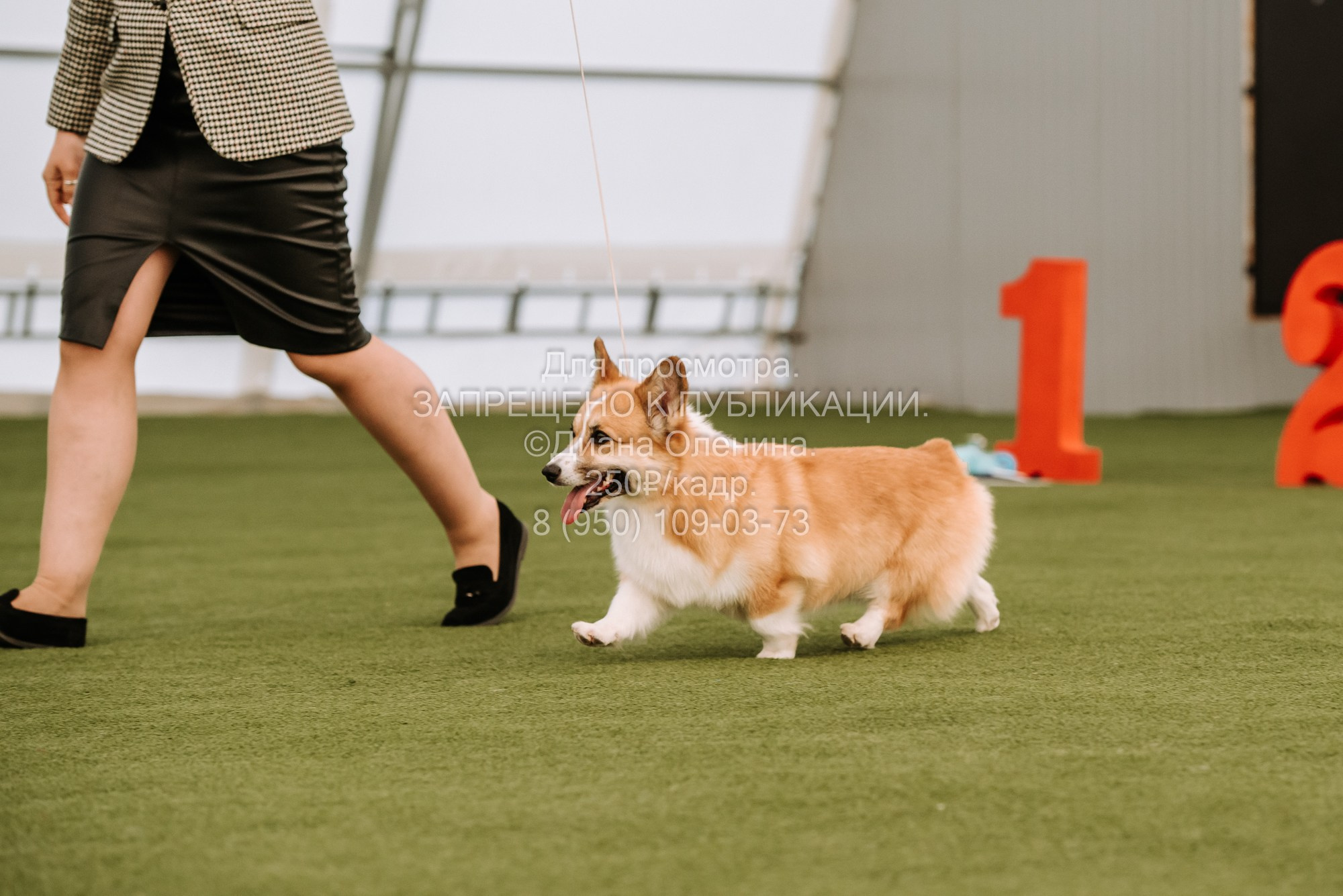 Выставка собак Красноярск 2.06. Фотограф Диана Оленина Красноярск / Братск