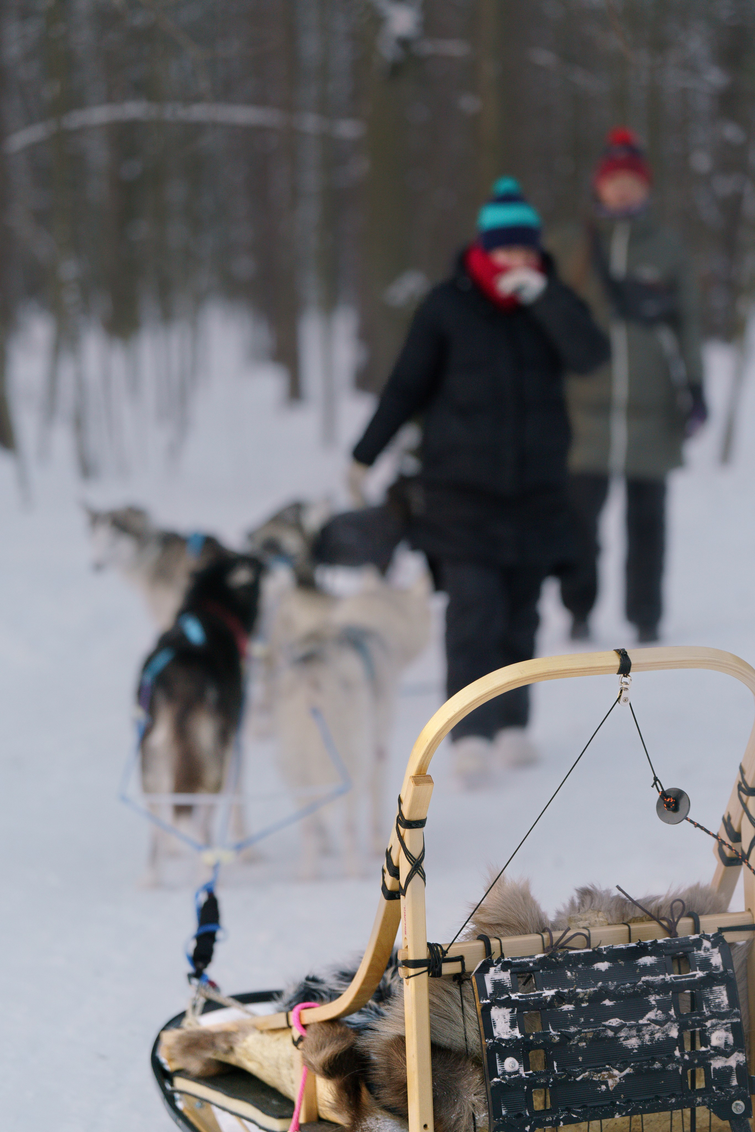 Катания на упряжке. Фотограф-анималист в Санкт-Петербурге