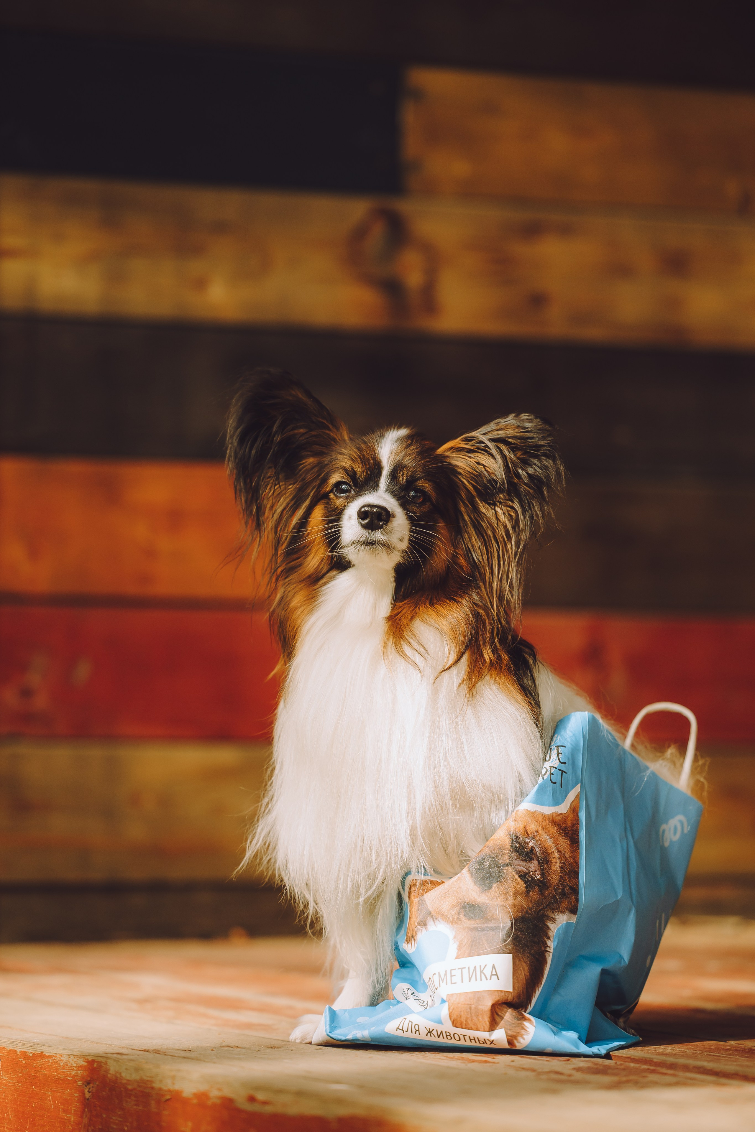 Выездной дог-тренинг от школы «Шерсть имею», Тованово