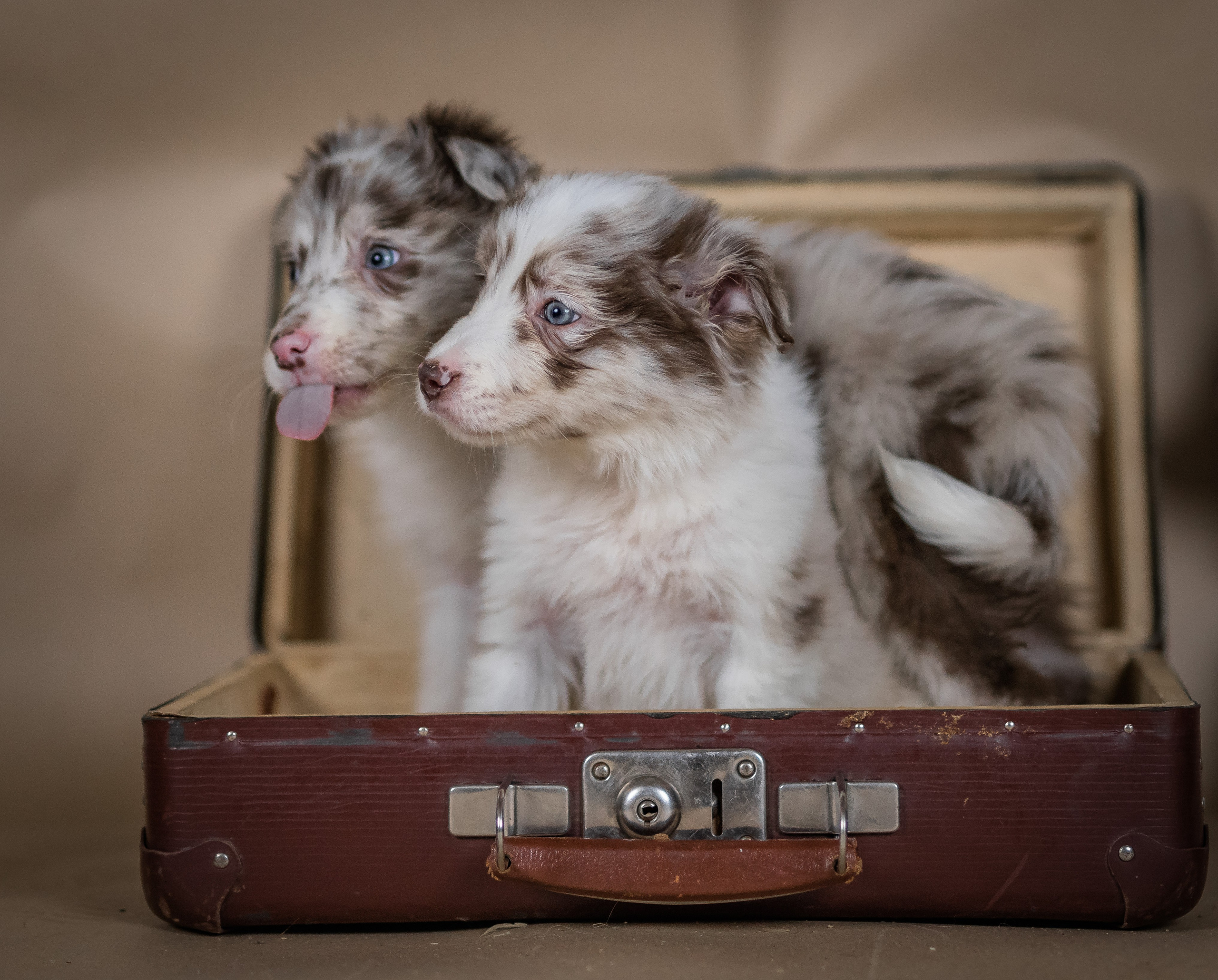 Фритсвит. Семейный фотограф Ефремова Виктория