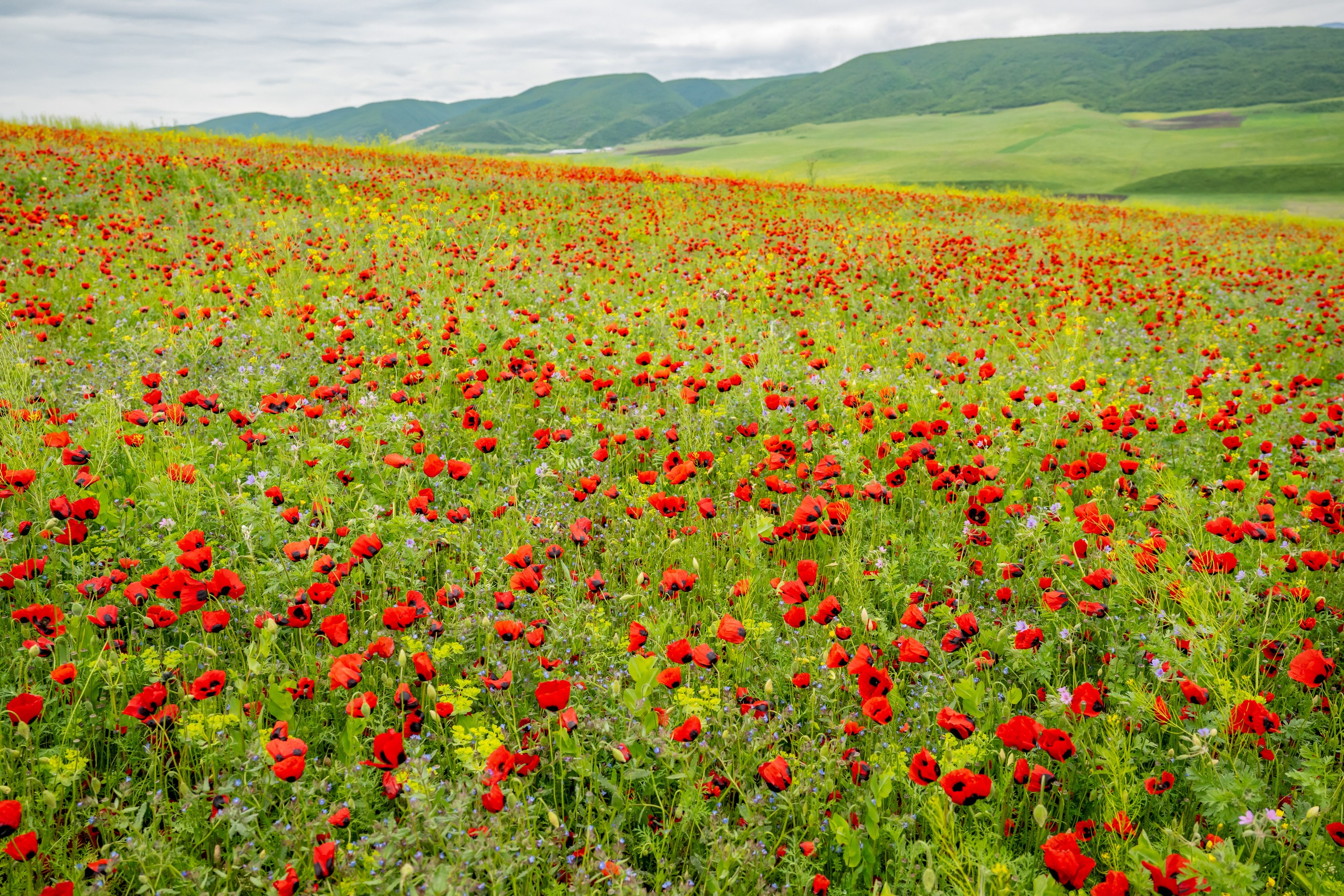 Пейзажный фотограф, Фотографии дикой природы. Foto-Zuev фотография как искусство