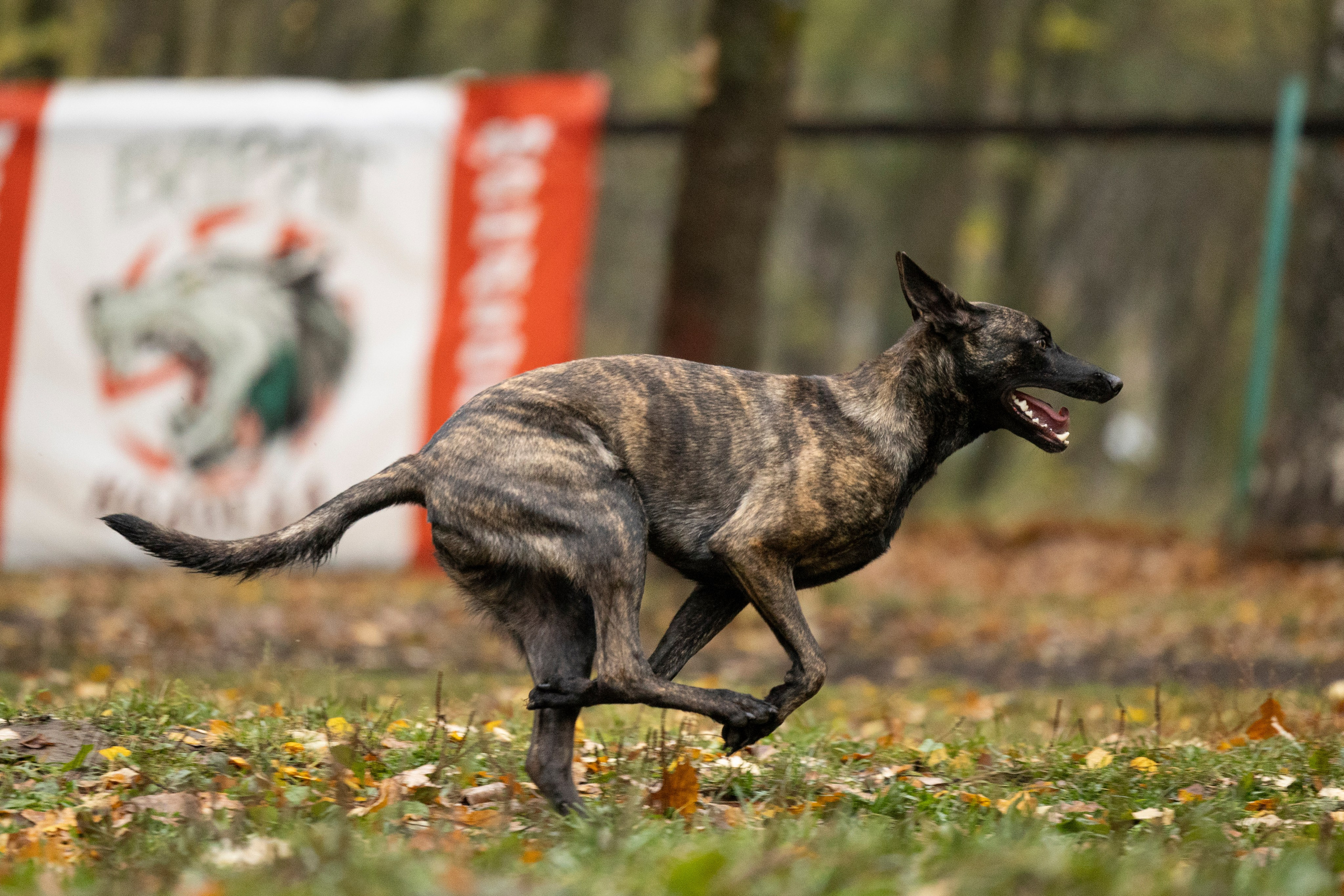 Соревнования по Мондьорингу г. Вологда. Фотограф-анималист Анна Маринич