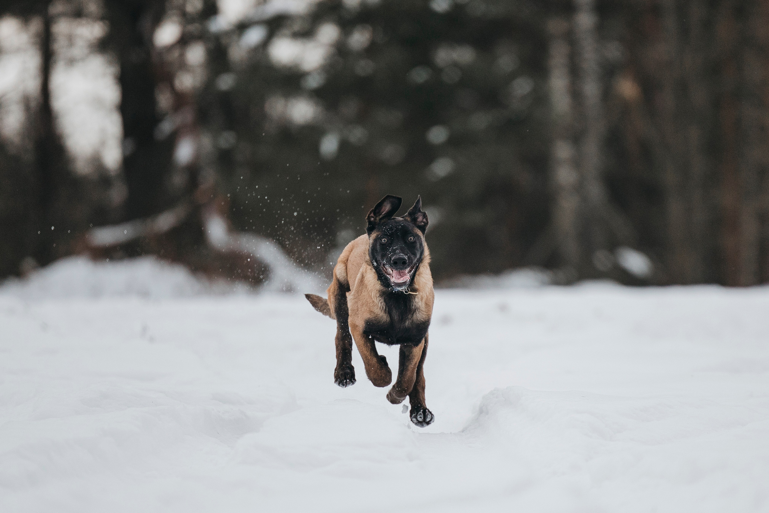 Даша, Омен, Айс и Рицу. Фотограф-анималист Анна Маринич