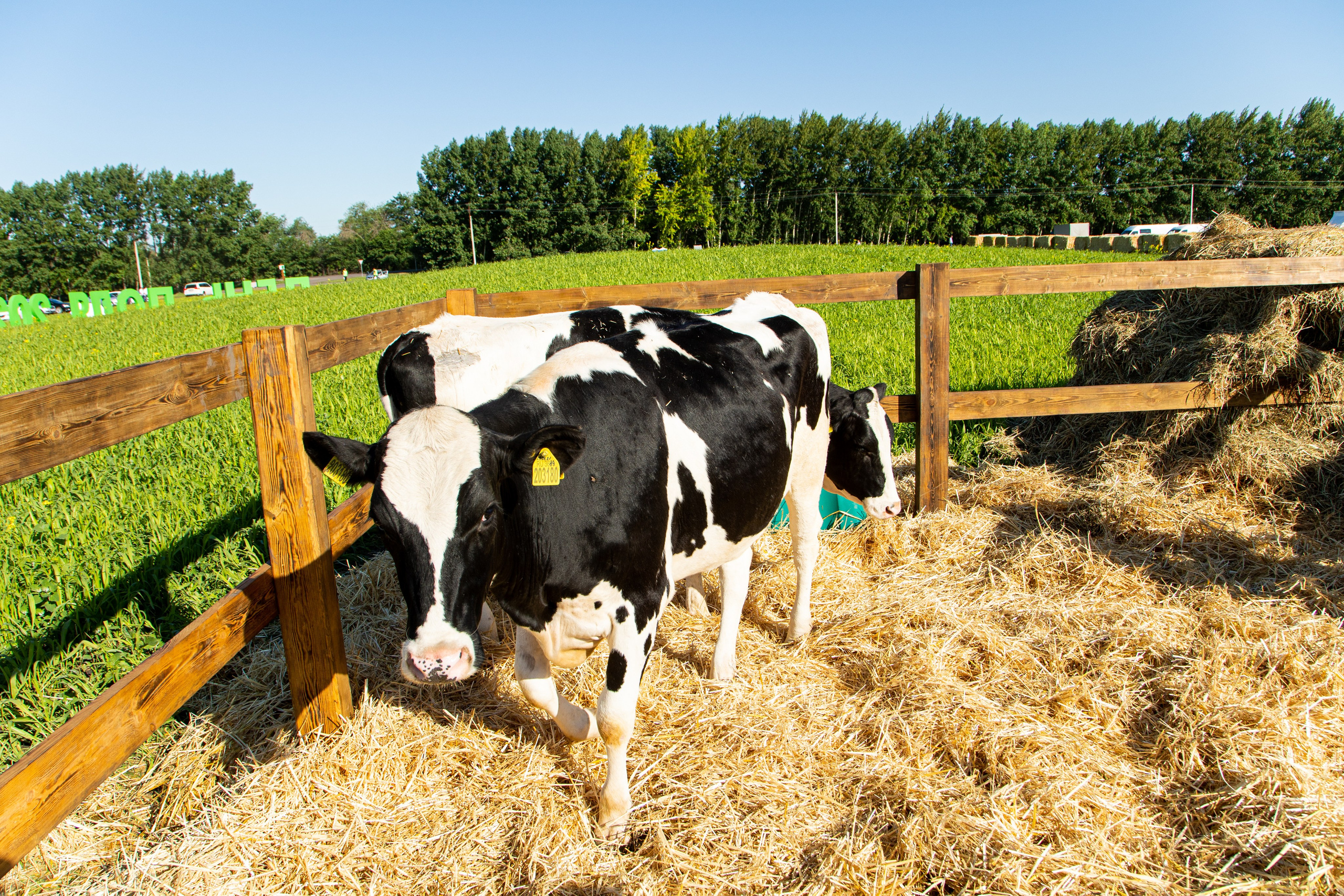 День Поля 2022. Владислав Волков | Фотография и видеосъемка в Воронеже