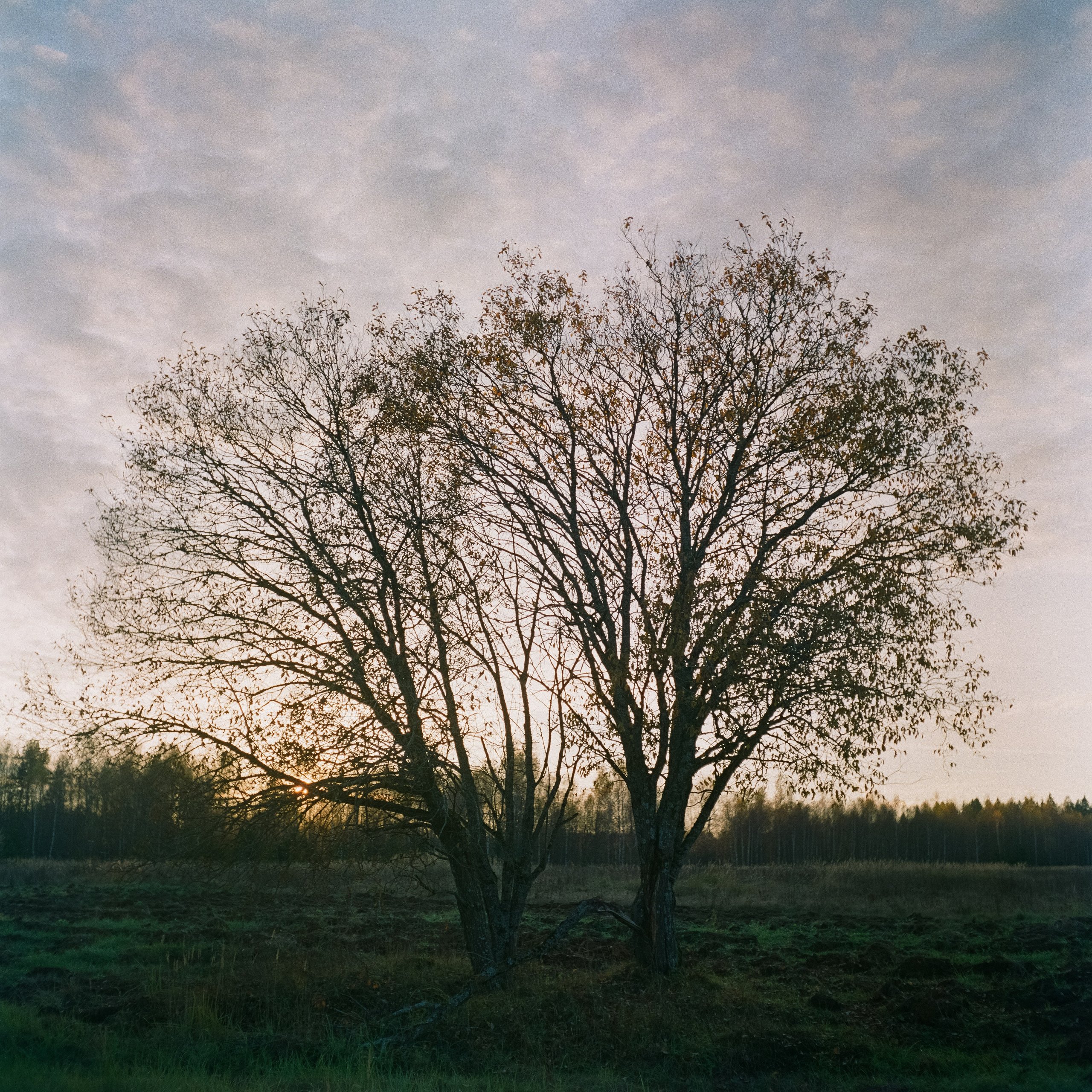 Rolleicord III–Xenar 75 mm f3.5 V / Fujicolor PRO 400H