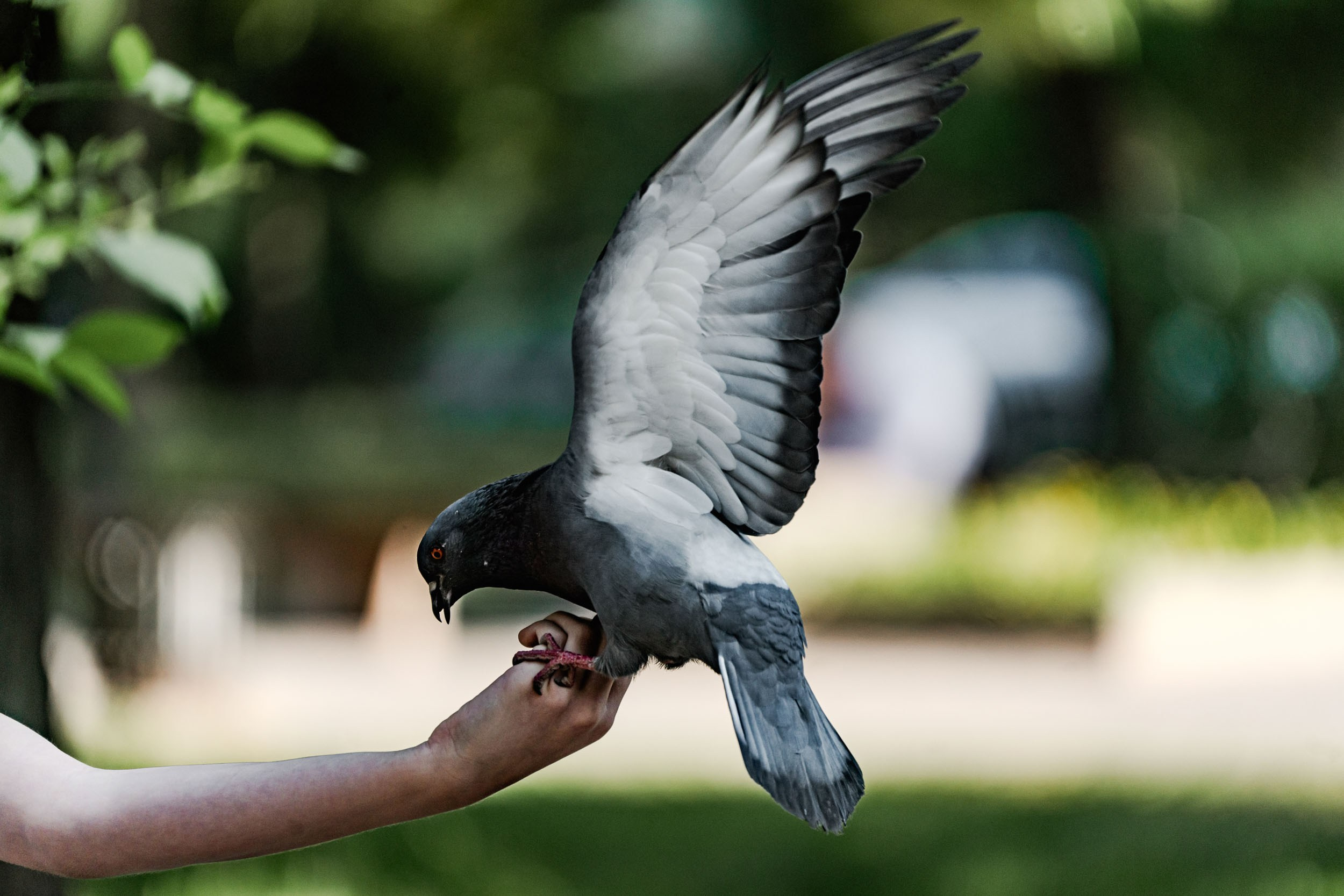 Saint Petersburg. The Andris