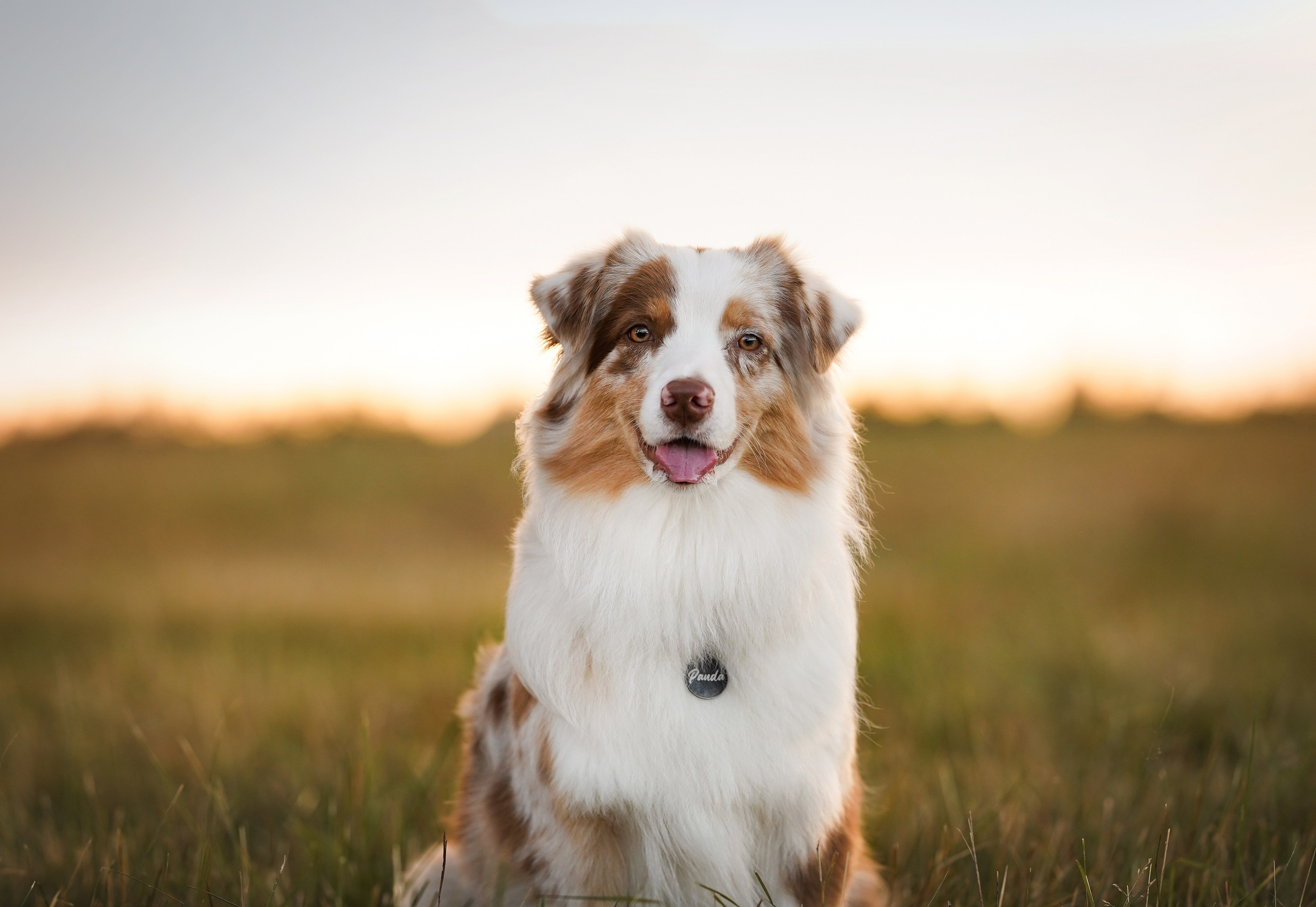 Панда и стога. Фотограф-анималист в Санкт-Петербурге Яна Мартынова