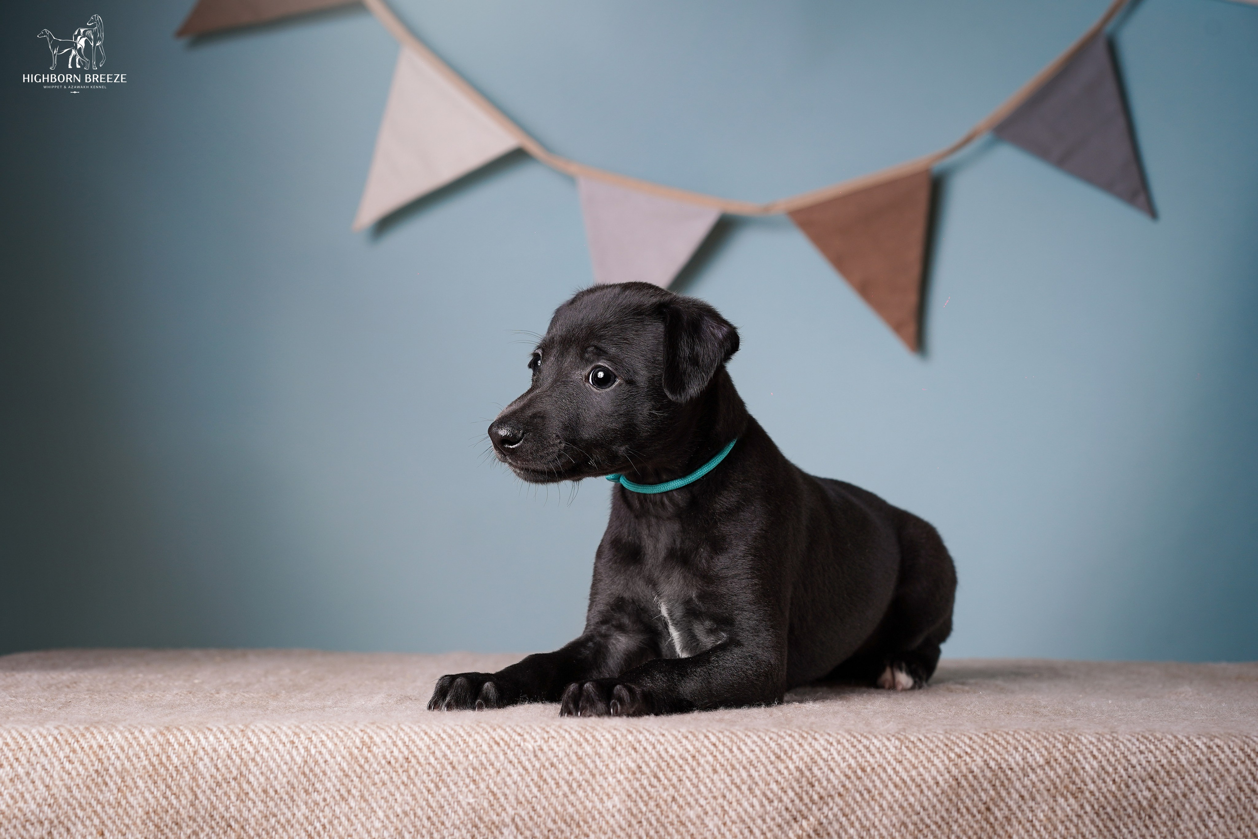 Щенки уиппета. Фотограф-анималист в Санкт-Петербурге Яна Мартынова