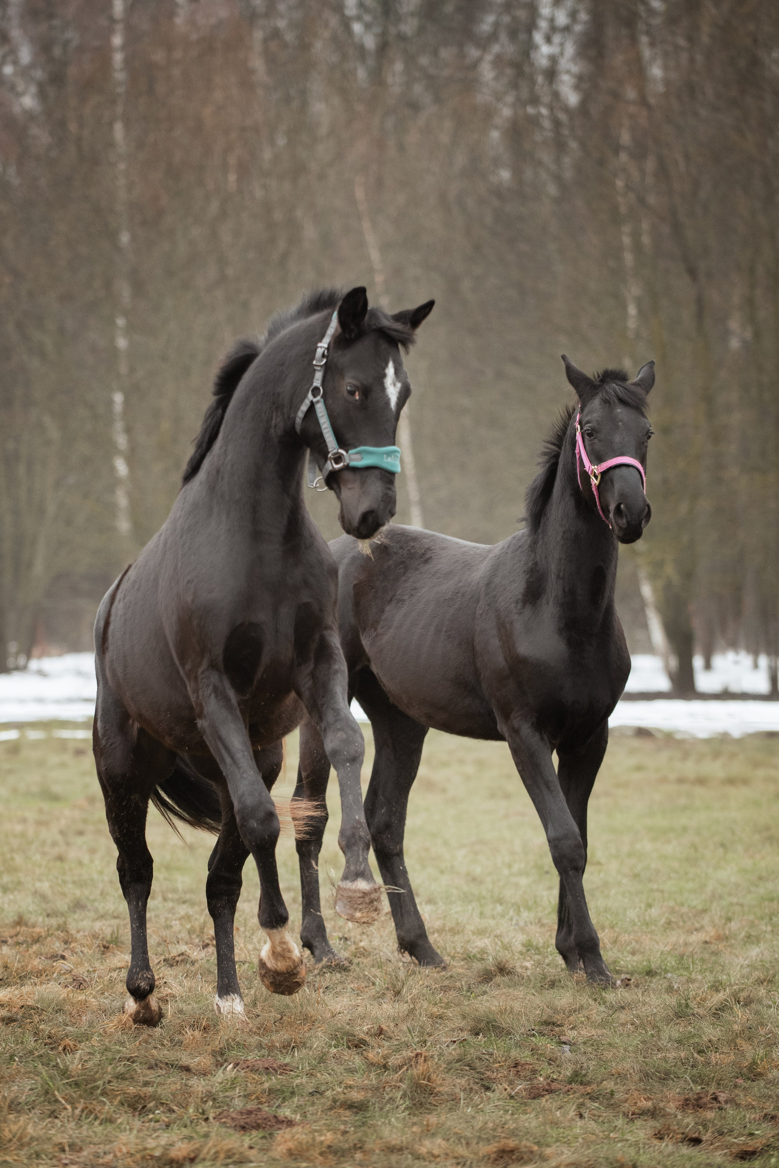 Мелкаши ЮНА. Куракина Дарья • Конный фотограф