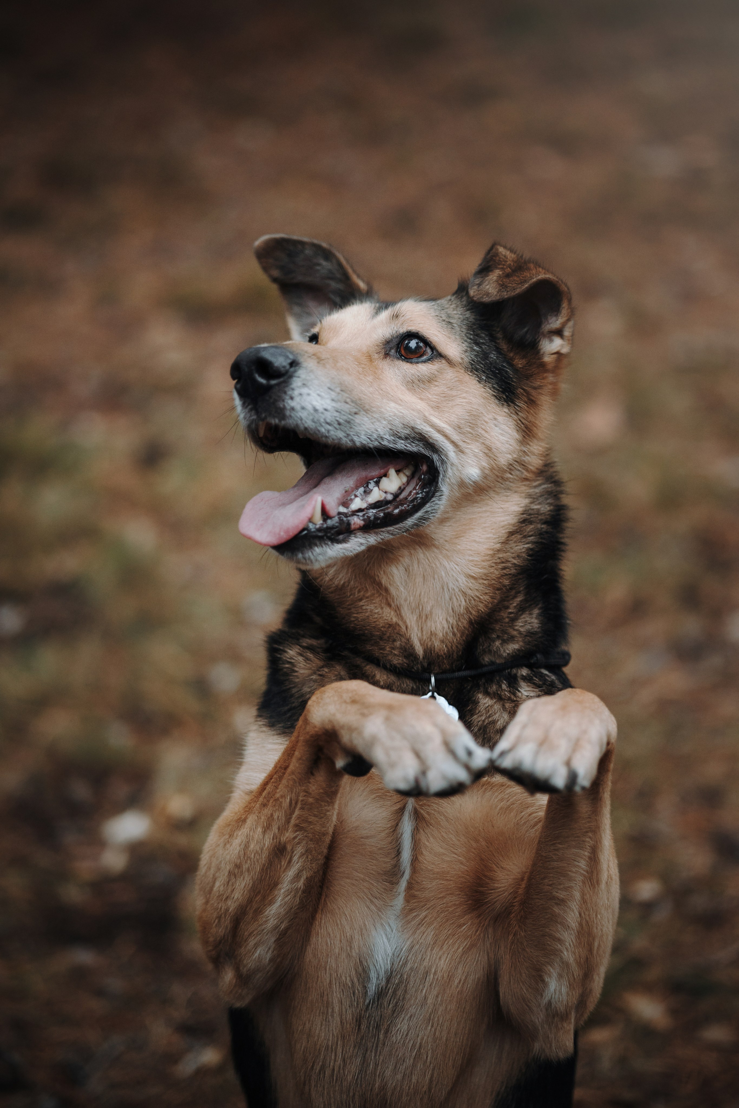 Наталья и Того. Фотограф — Анималист | Санкт-Петербург