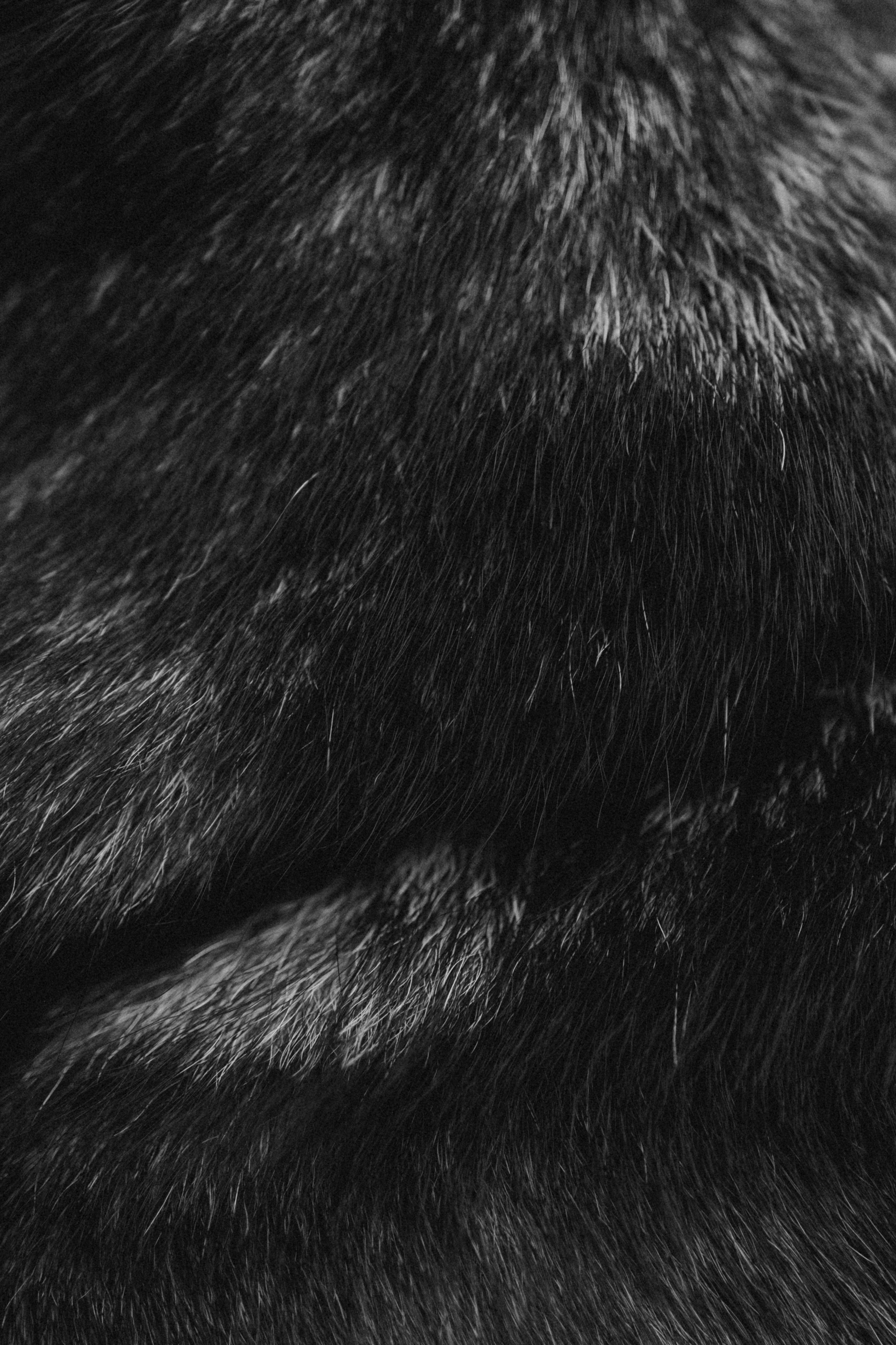 Наталья и Того. Фотограф — Анималист | Санкт-Петербург