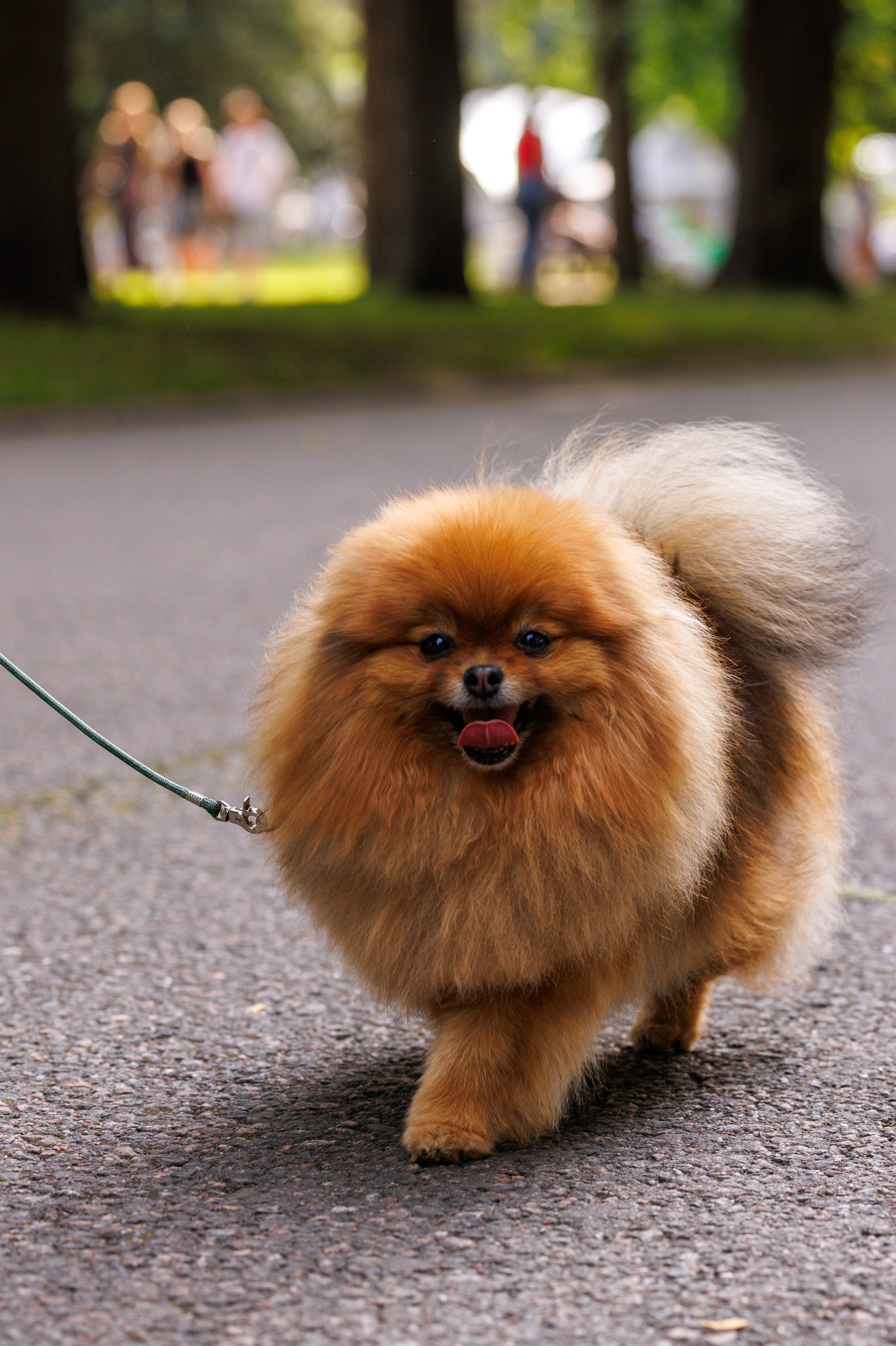 PetShopDays2026. Фотограф Александр Заломаев