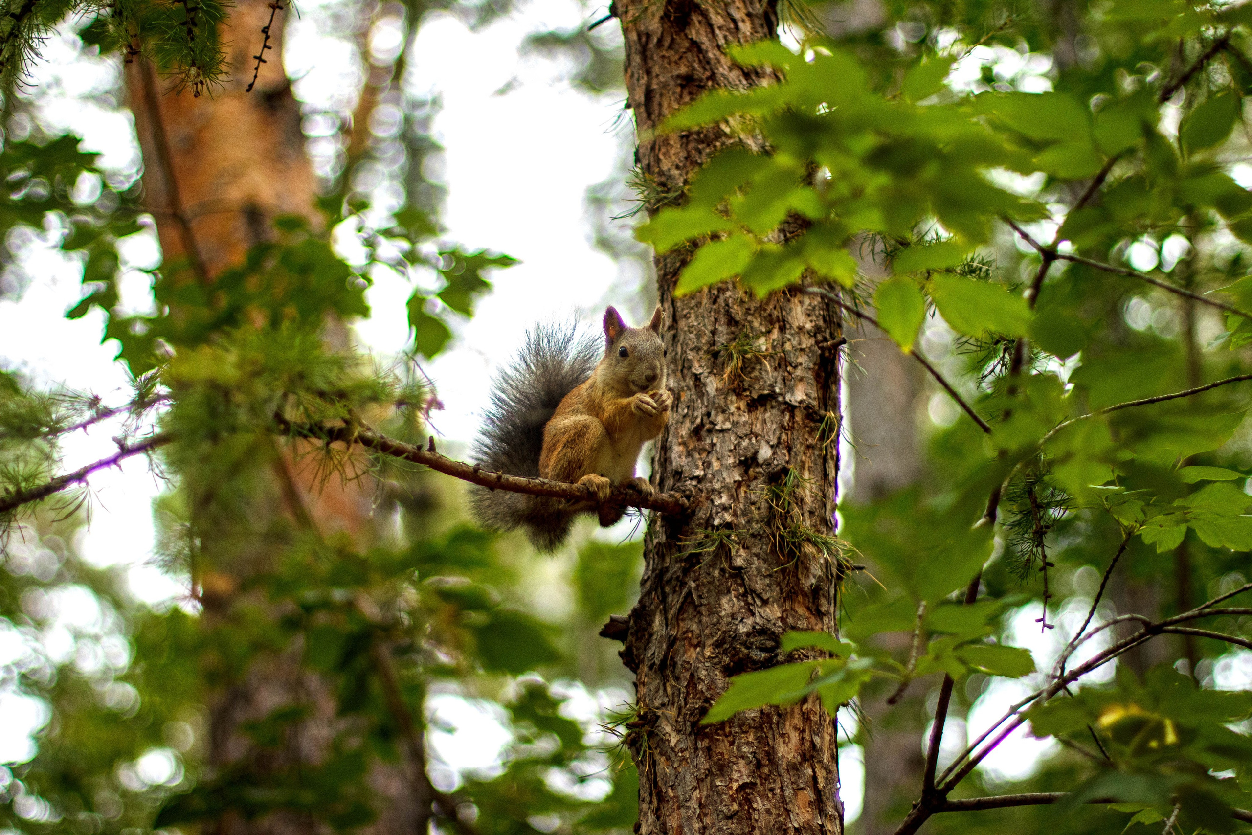 Белки / Squirrels. Фотограф Андрей Гузеев