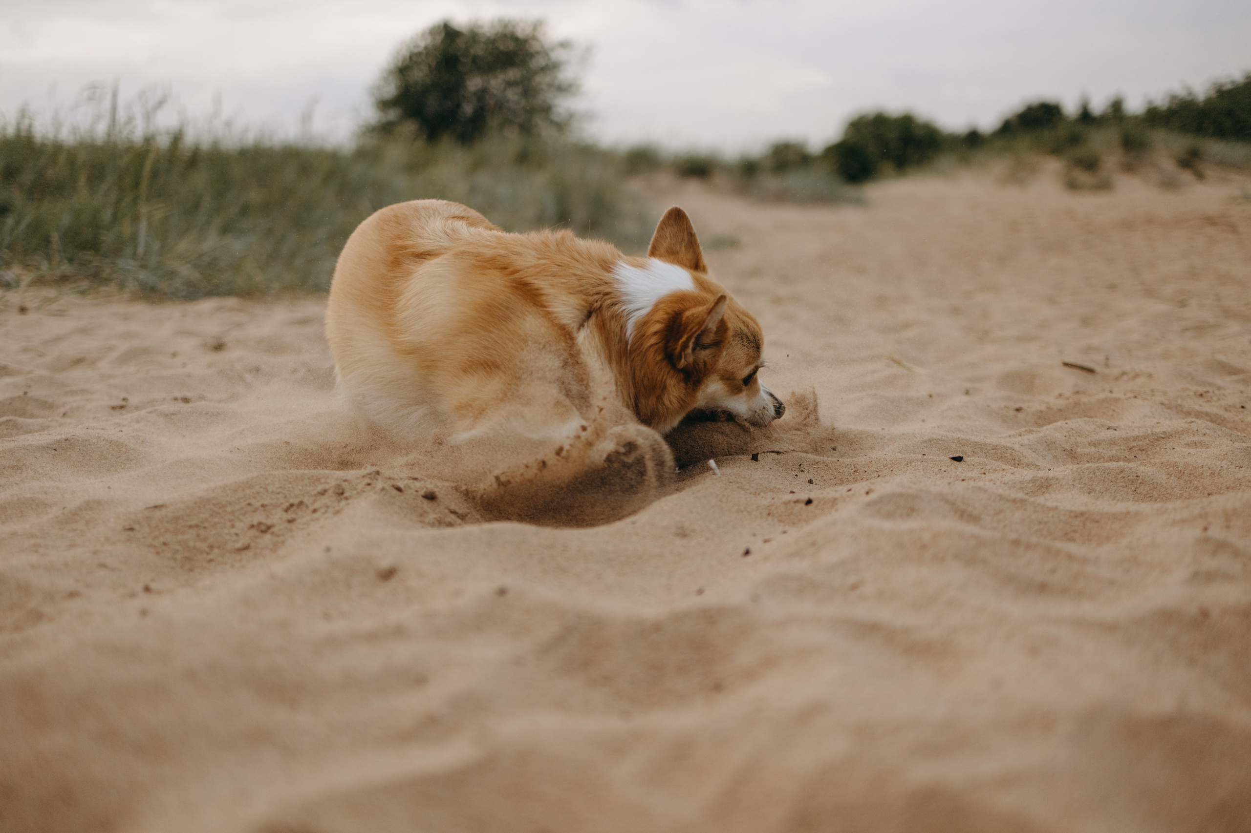Лотти и ее семья. Фотограф — Анималист | Санкт-Петербург