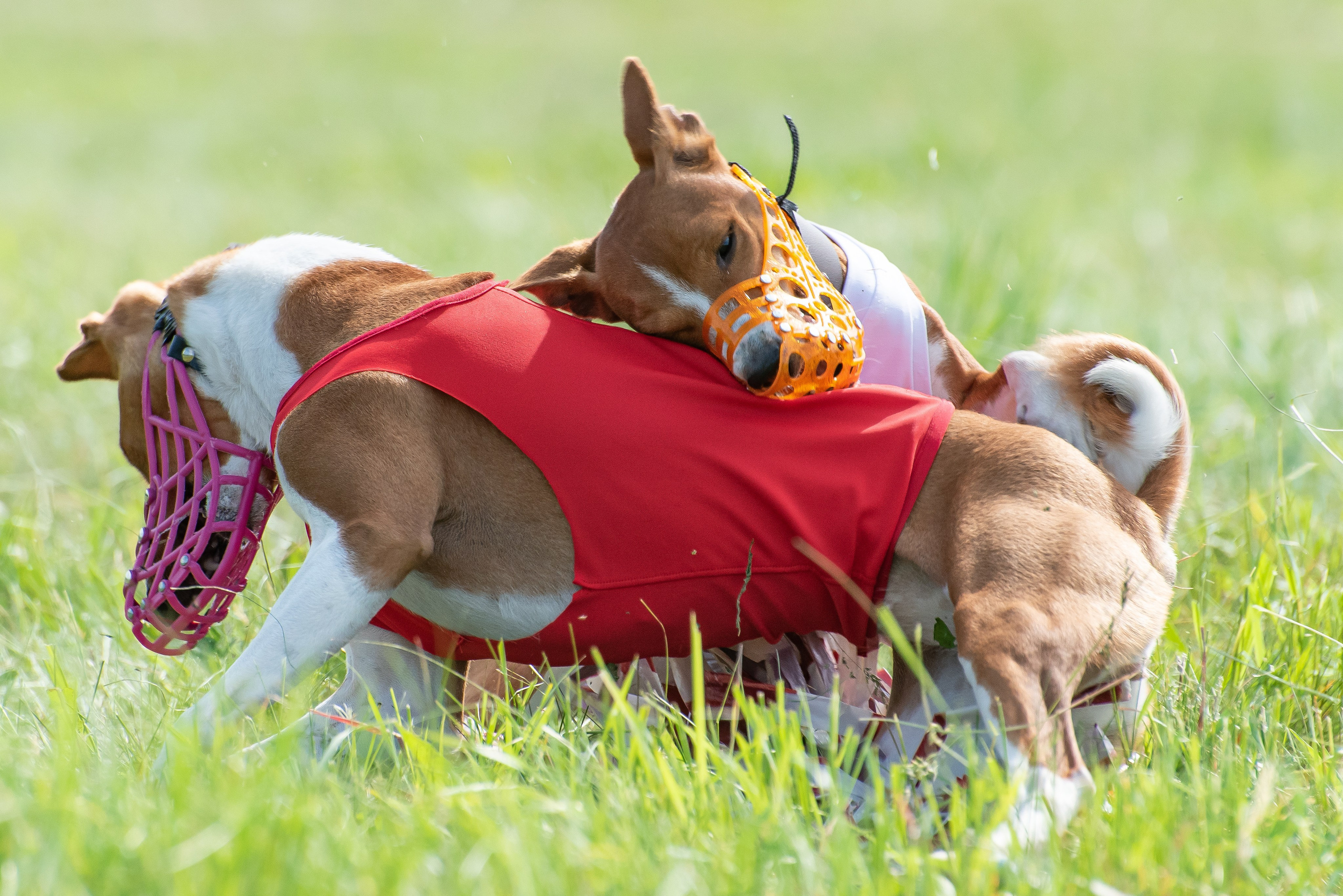 Спортивный фотограф анималист курсинг. Фотограф Макс Огурцов в Нижнем Новгороде