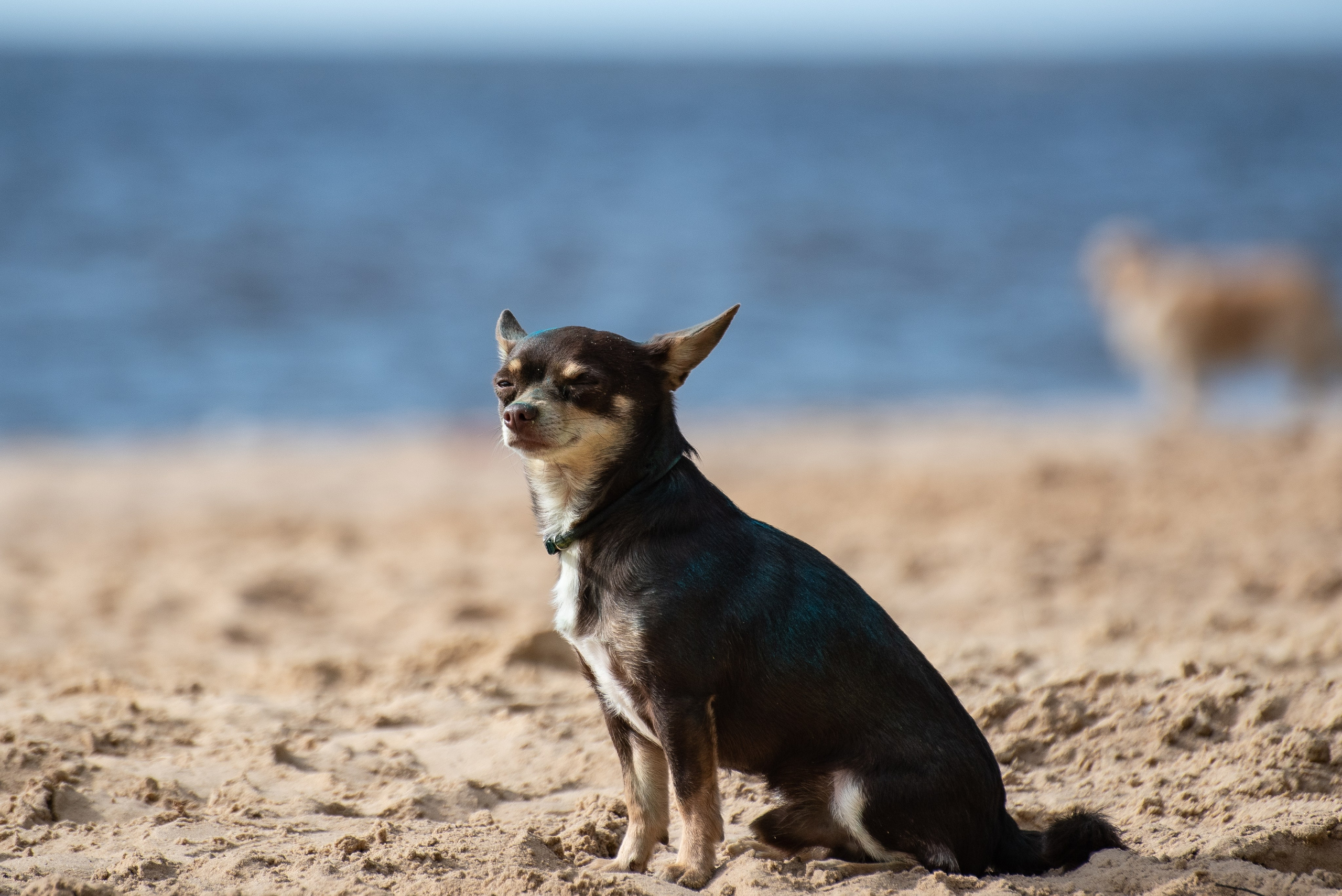 Всплеск эмоций 2023 Кинологический фестиваль. Фотограф Макс Огурцов в Нижнем Новгороде
