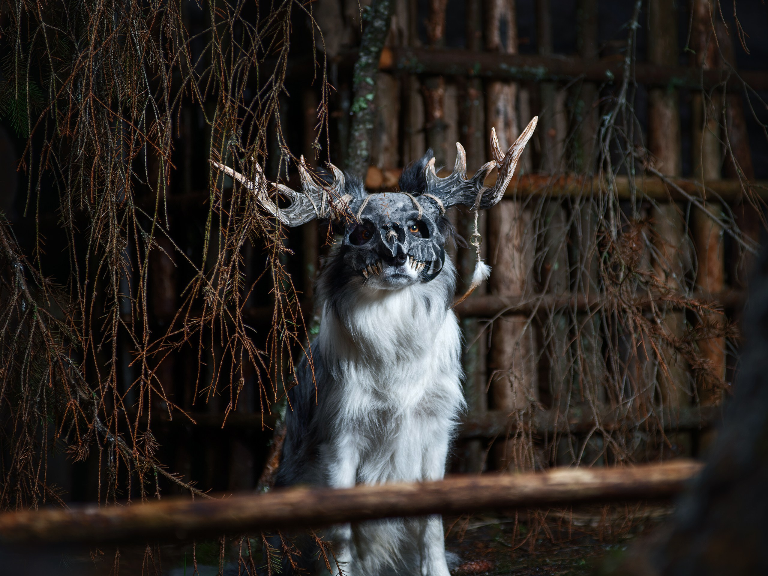 Хэллуин. Фотограф анималист Никита Натальный