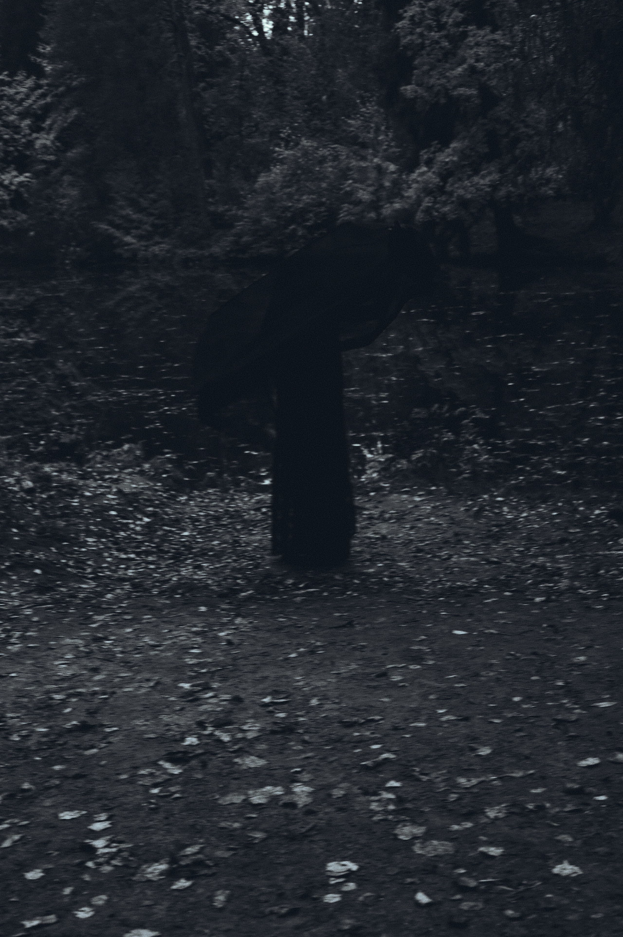 Вдохновление утренним туманом. Ваагн Малхасян | Фотограф | Санкт-Петербург. Создаю атмосферные кадры