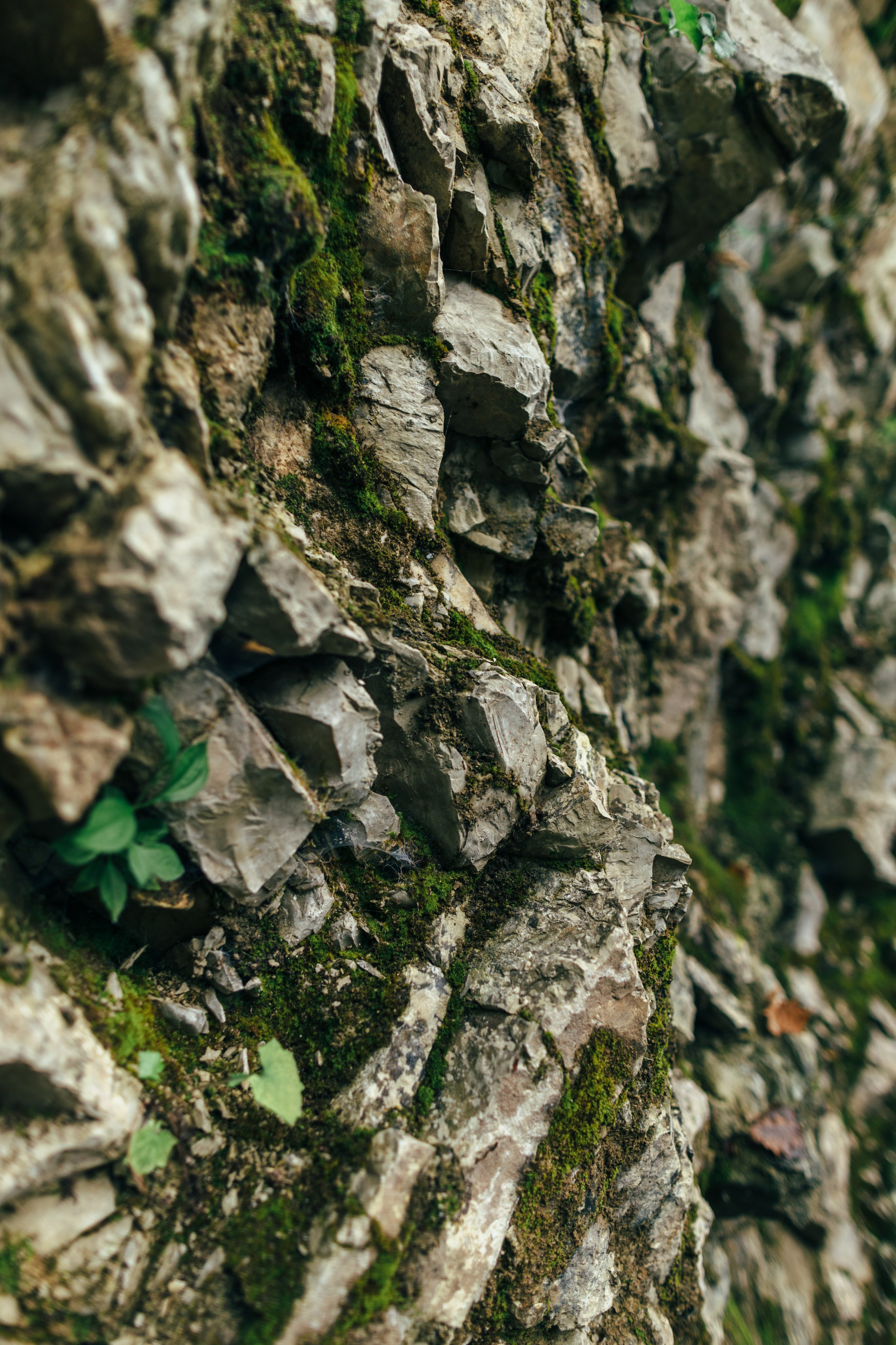 Оштенский Кордон. Семейный фотограф в Белгороде