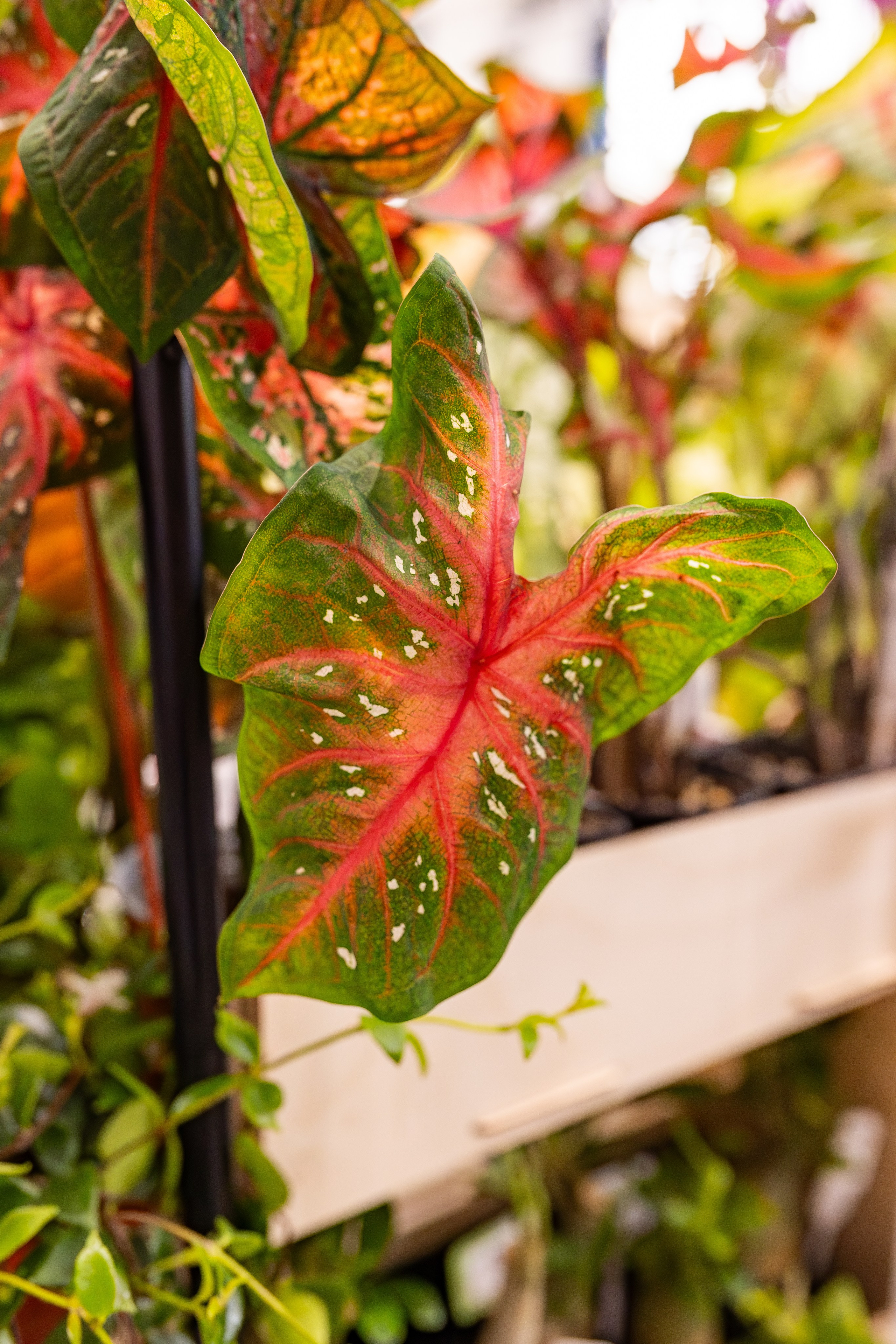 Орхидиум сентябрь 2025. Александра Куликова фотограф, Москва