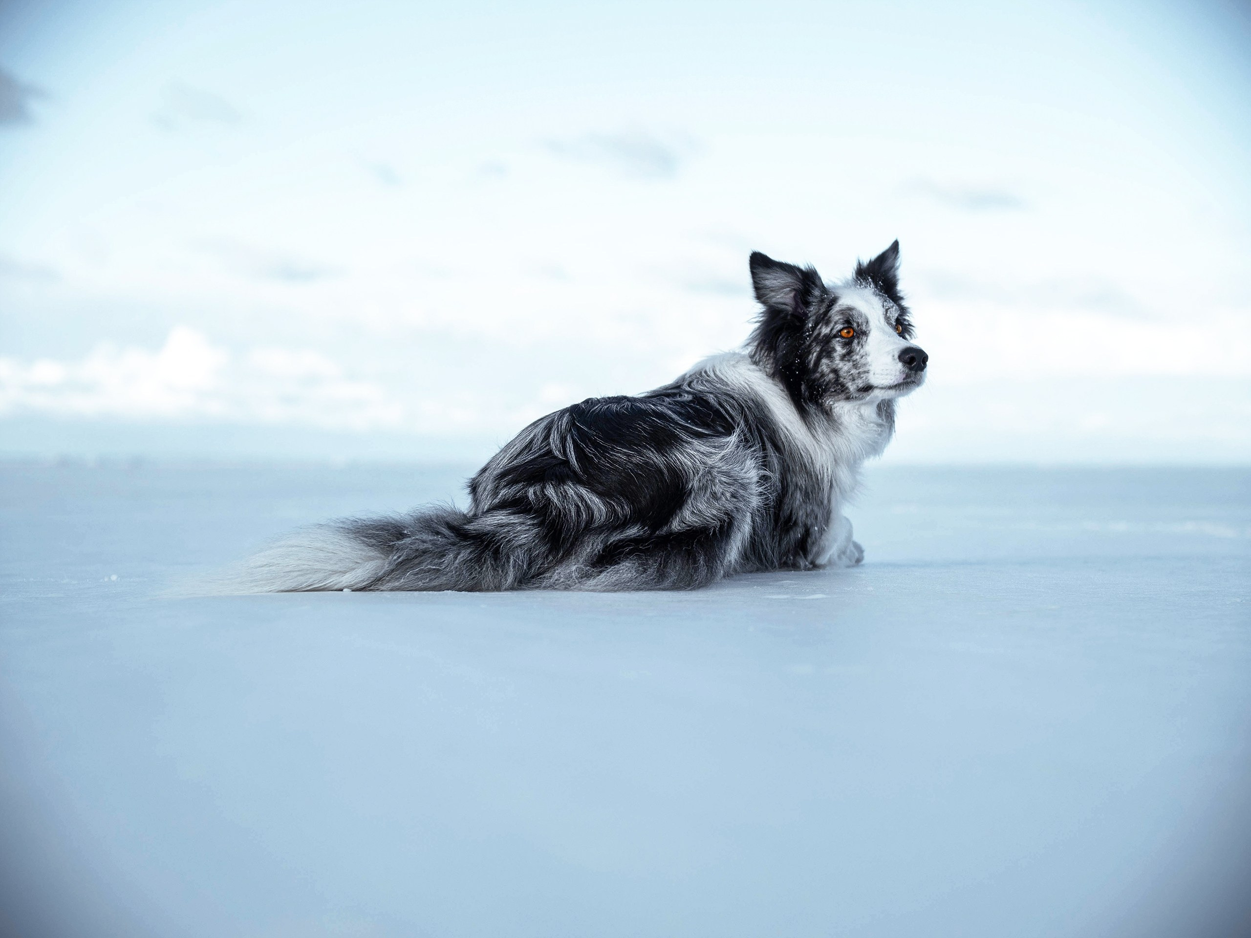 Зима на финском. Фотограф анималист Никита Натальный