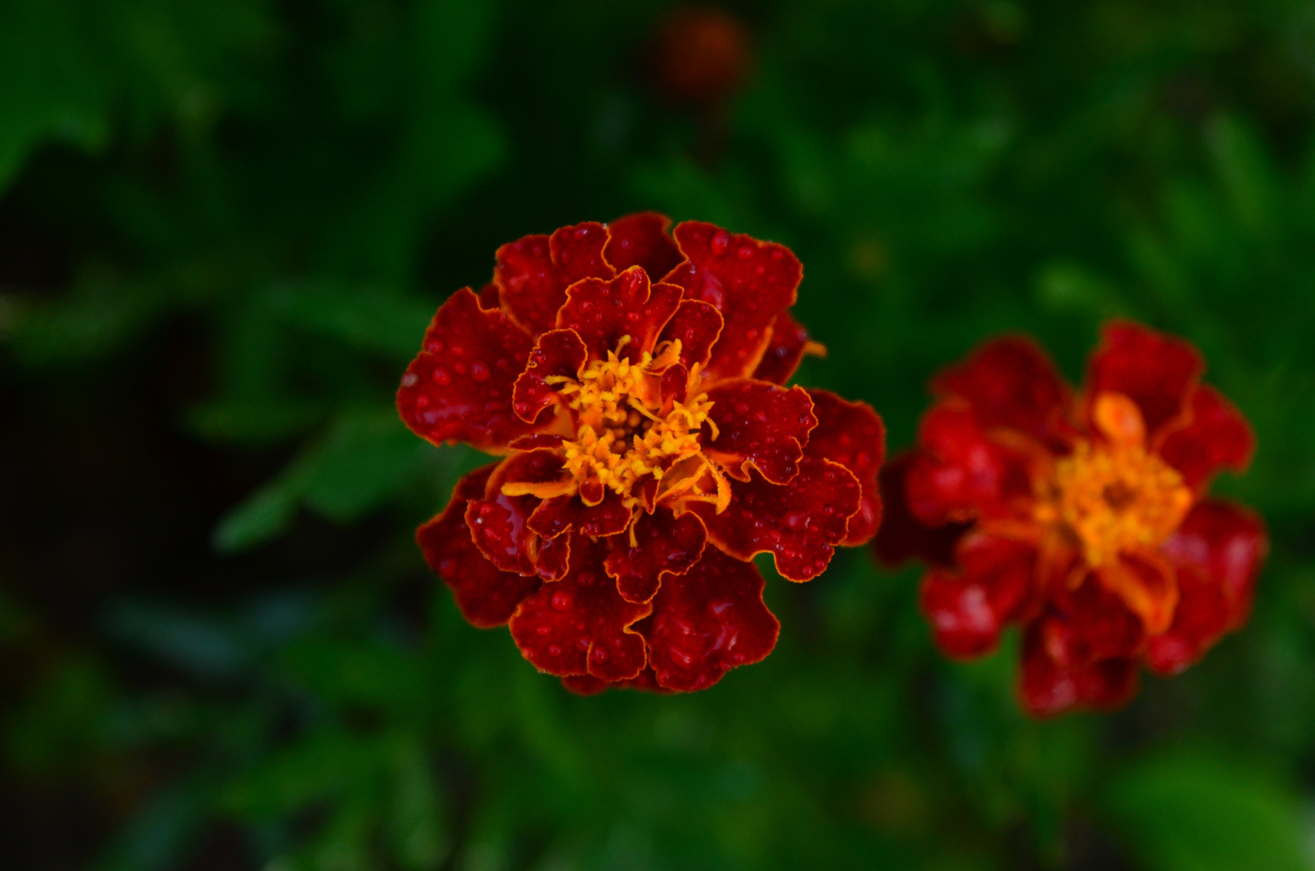 Дары природы. Фотограф viktor viktor