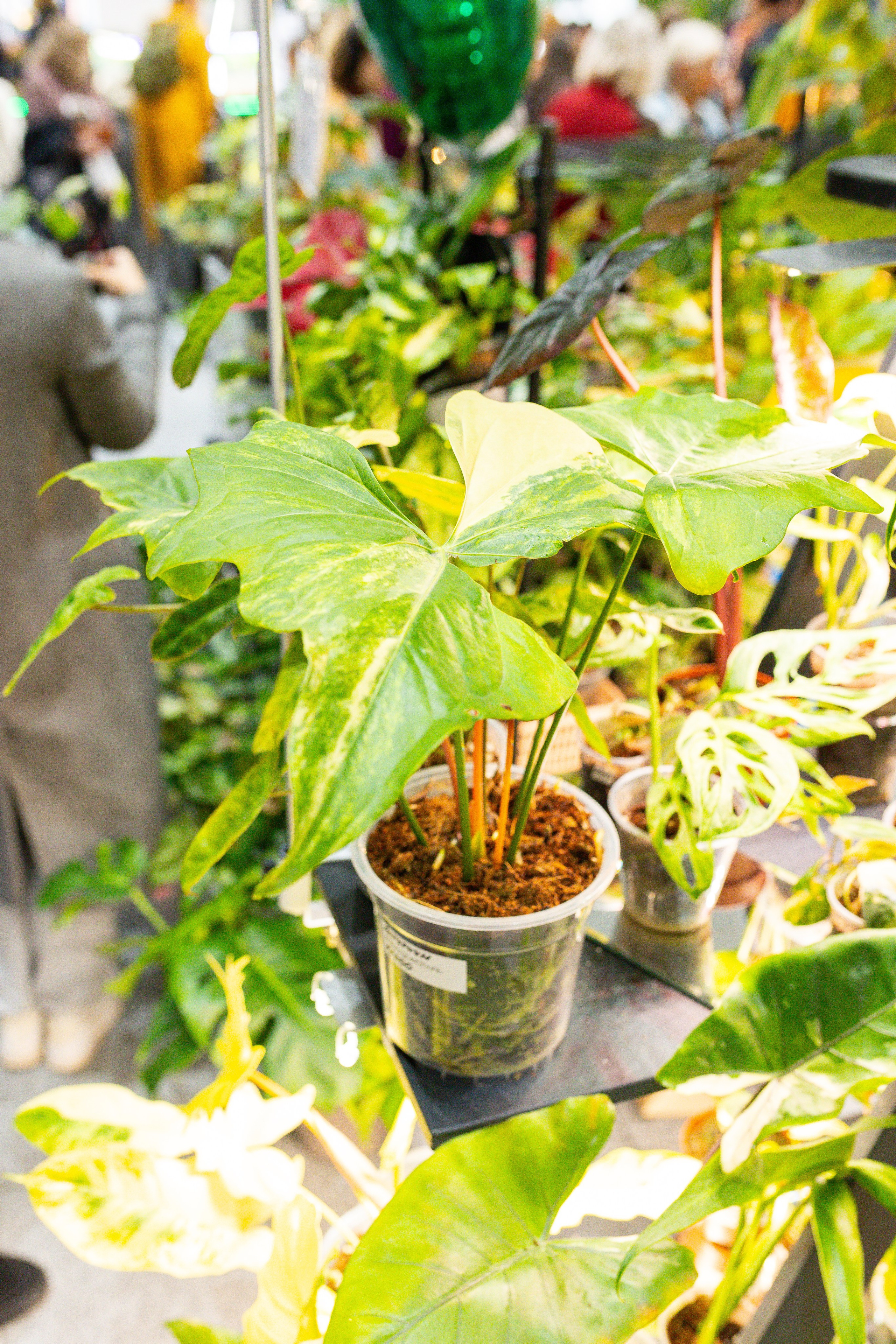 Монстериум 11–12 октября. Александра Куликова фотограф, Москва