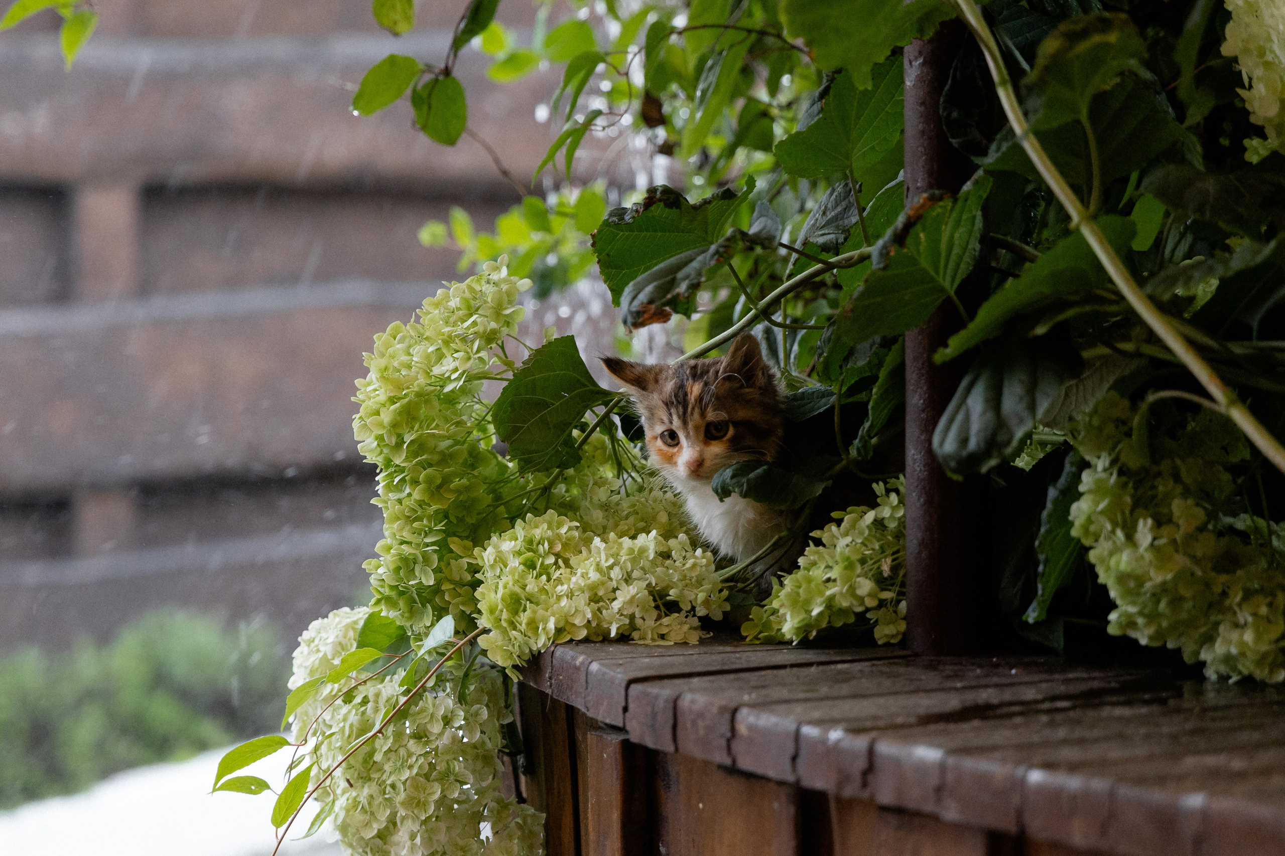Свадебная фотосессия в агроусадьбе Лабодянка в Минске. Свадебный фотограф в Минске/Беларуси Сергей Спиридонов