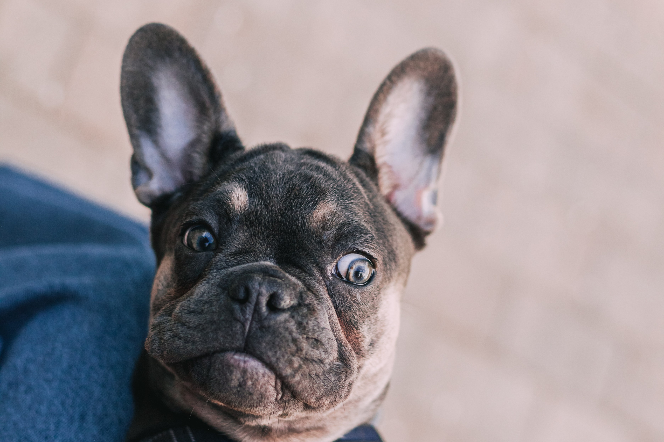 Даша и Мишель. Фотограф-анималист Татьяна Степанова