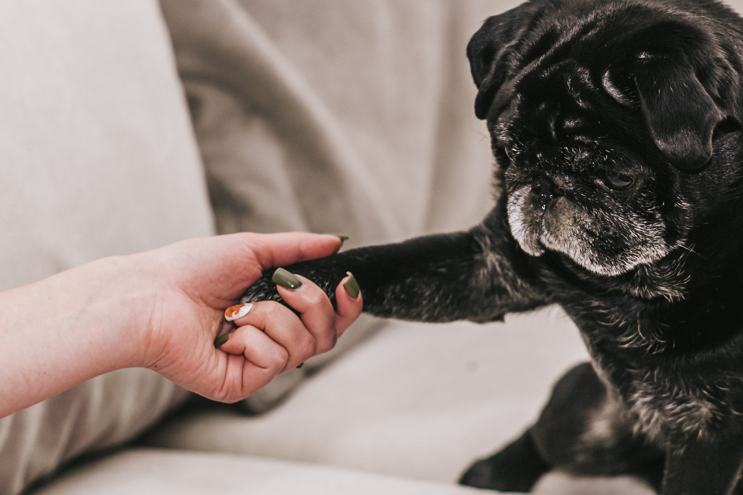 Домашняя фотосессия Оли и двух ее мопсов. Фотограф-анималист Татьяна Степанова