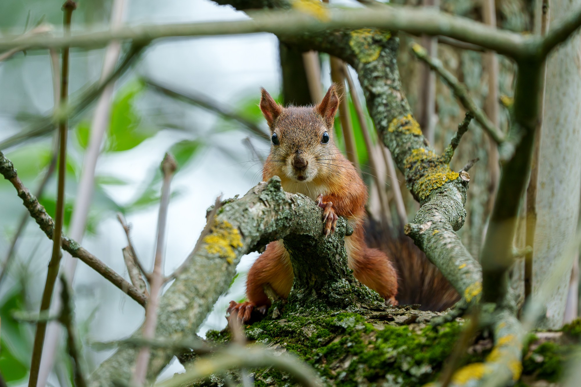 Животные. Ваш личный фотограф Марина Волкова