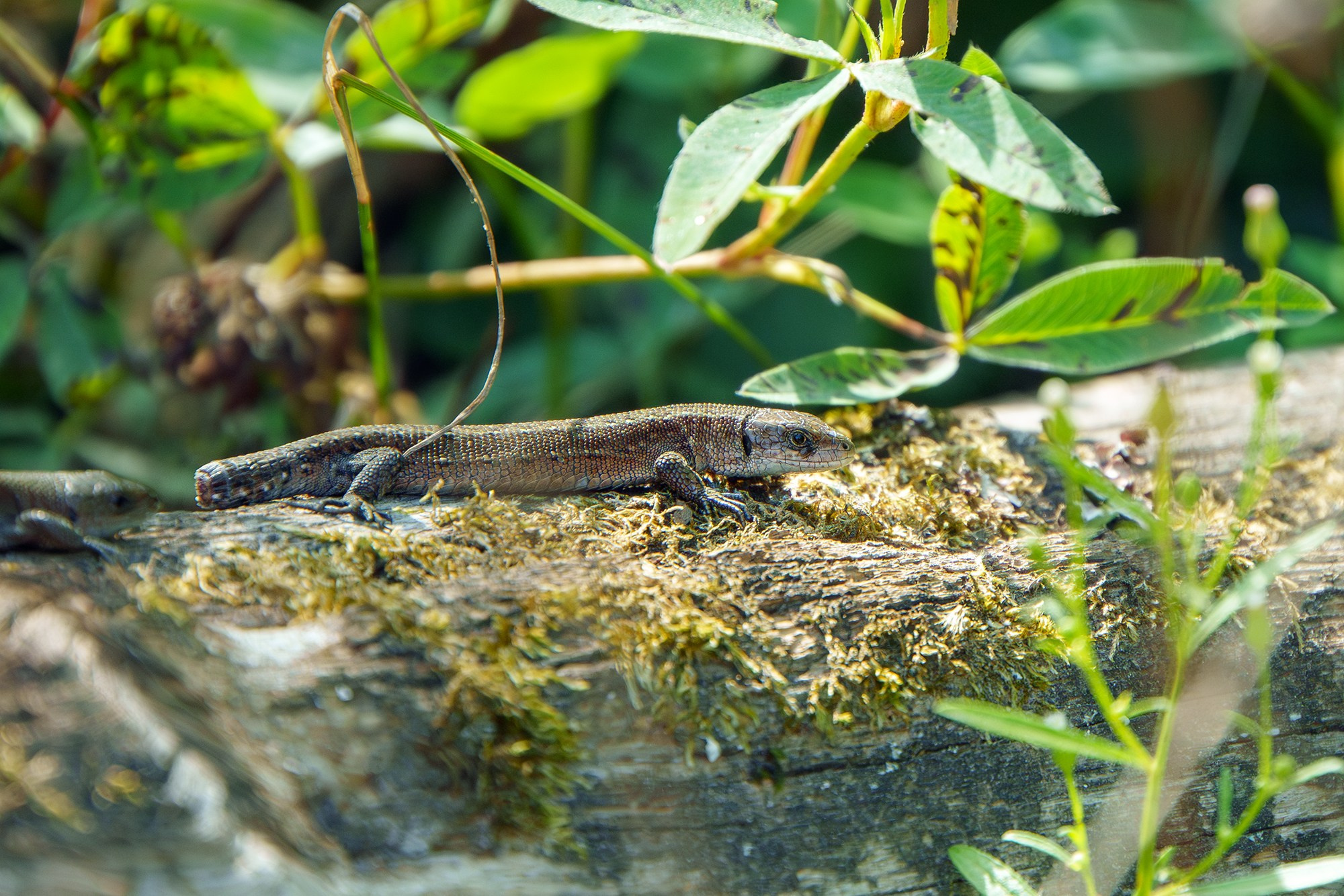 Животные. Ваш личный фотограф Марина Волкова