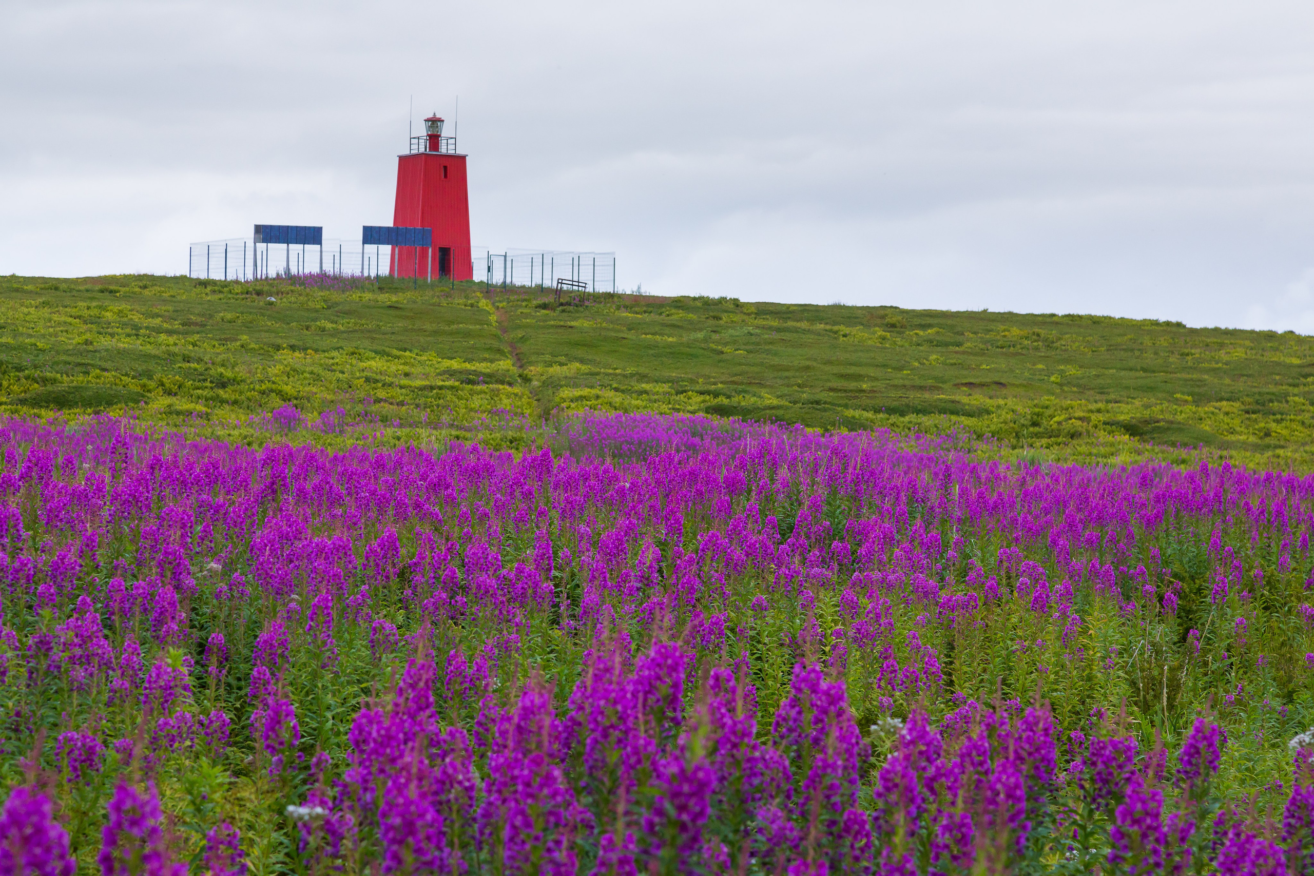 Печенга — край сосновой реки. Пейзажи Крайнего Севера. Баренцево море, Рыбачий, Средний, Немецкий