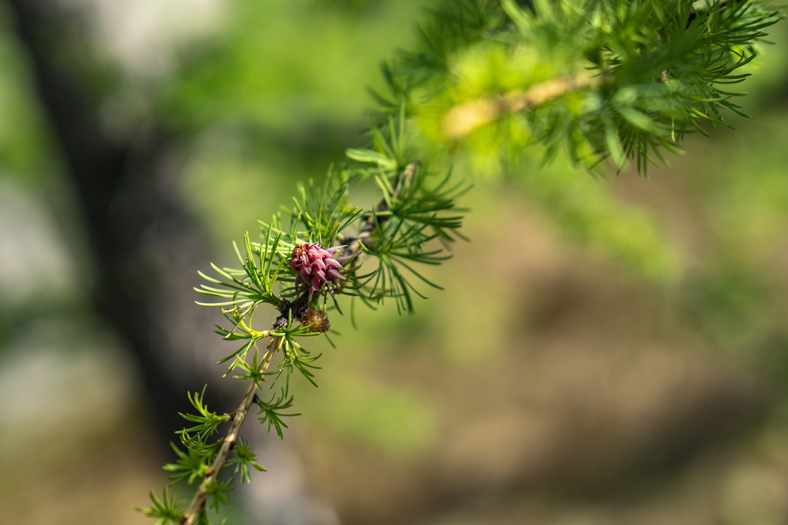 Весна. Фотограф Екатерина Зорина