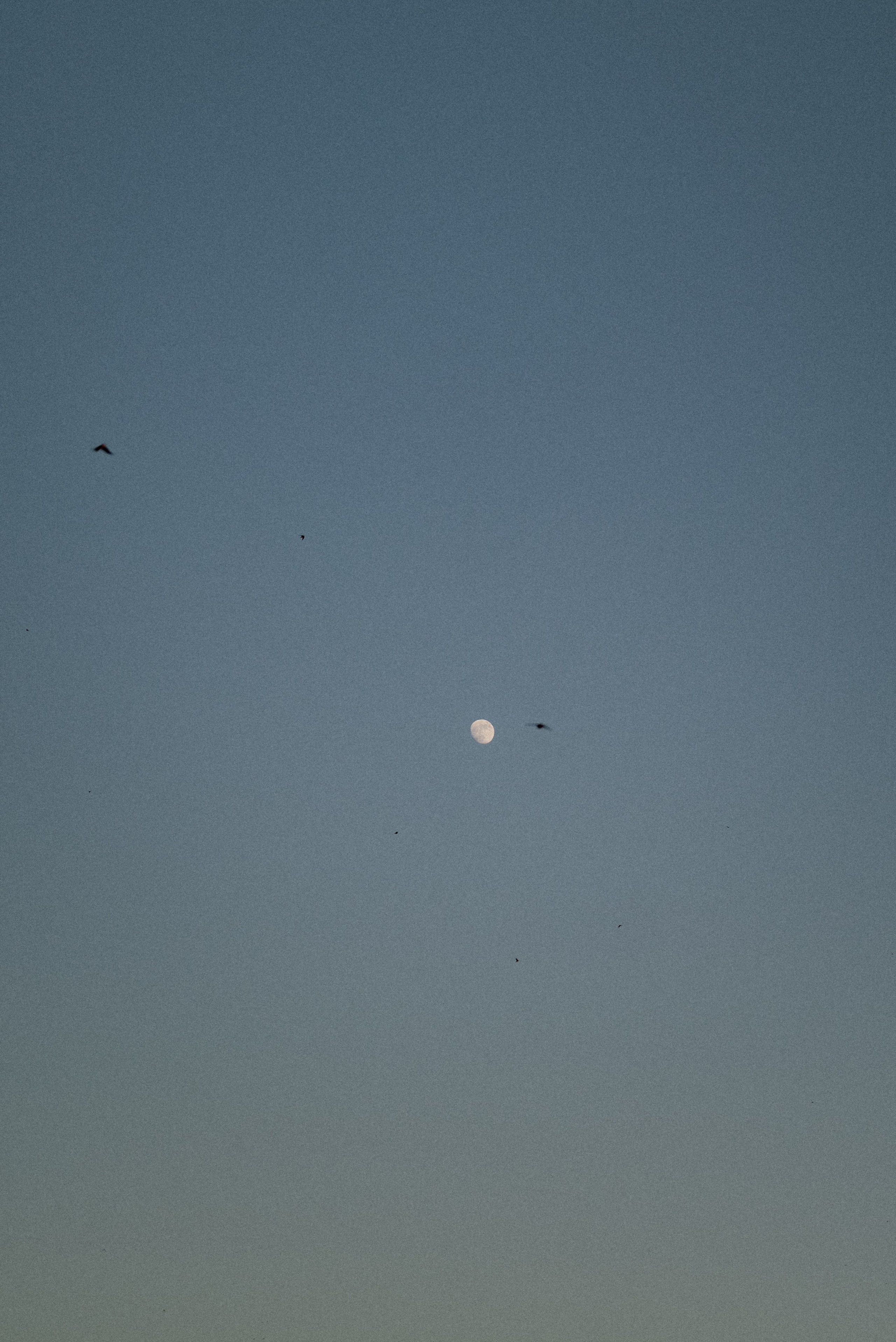 Вера & Влад & Надя. Алёна Куртова