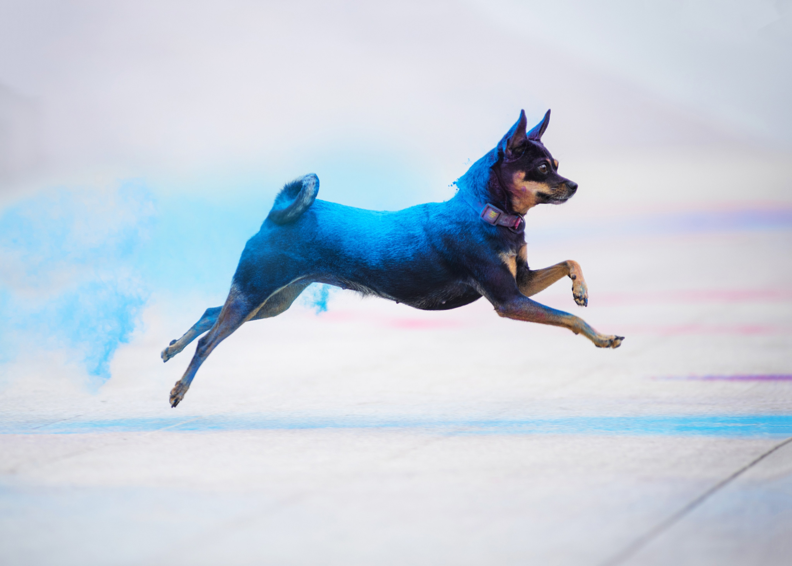 Мотя и краски холли. Дог-фотограф в Тюмени Александра Королева