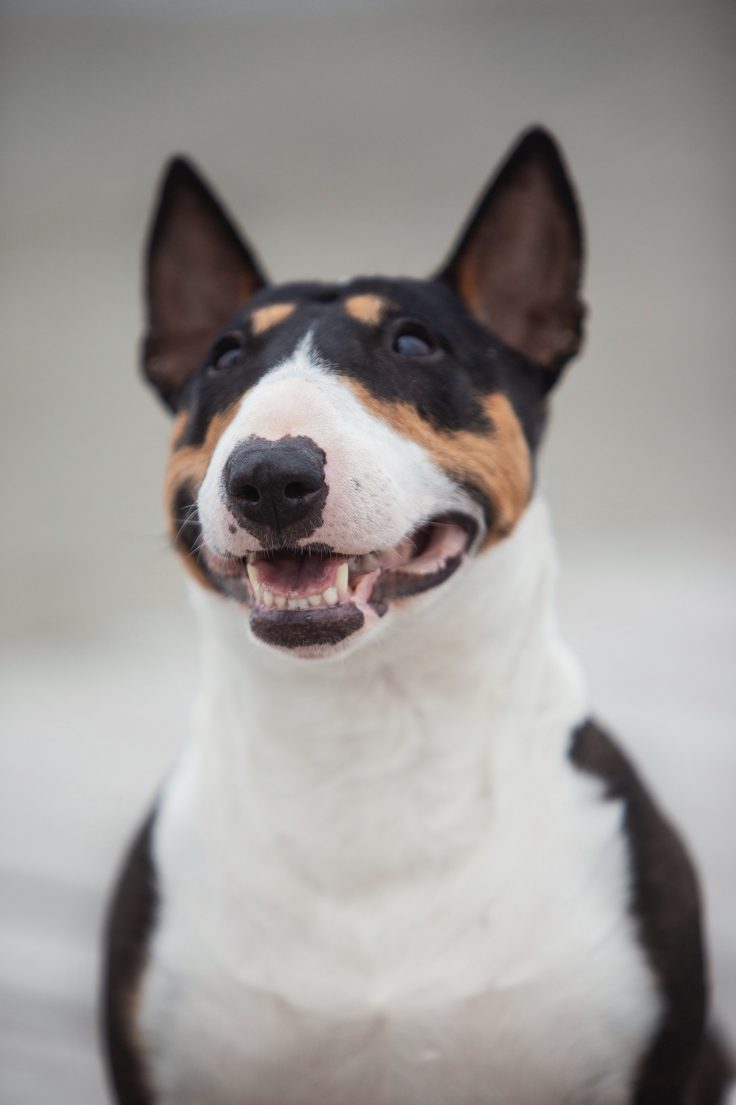 Экстерьерная Съёмка. Семейный фотограф анималист г. Находка