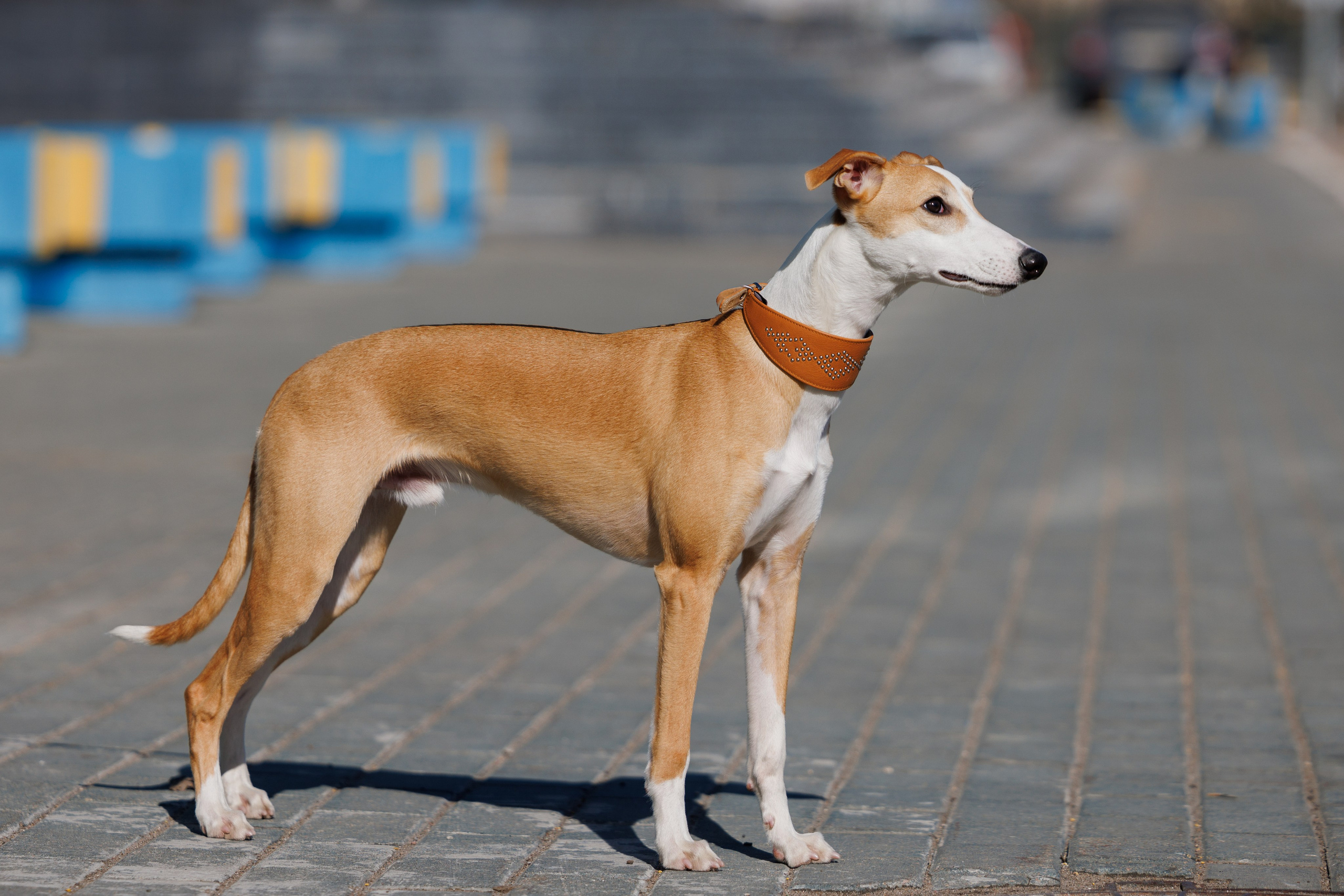 Сфера и Крокус 8,9,16 и 30.03.2025. Фотограф-анималист Юлия Германика